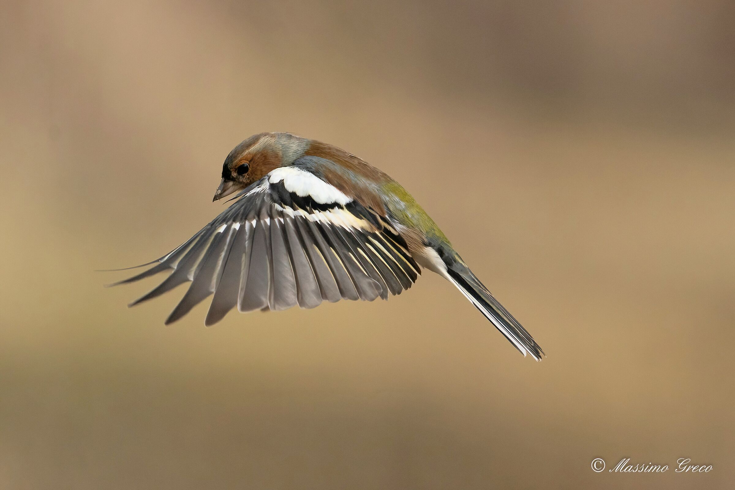 Chaffinch (Fringilla coelebs)