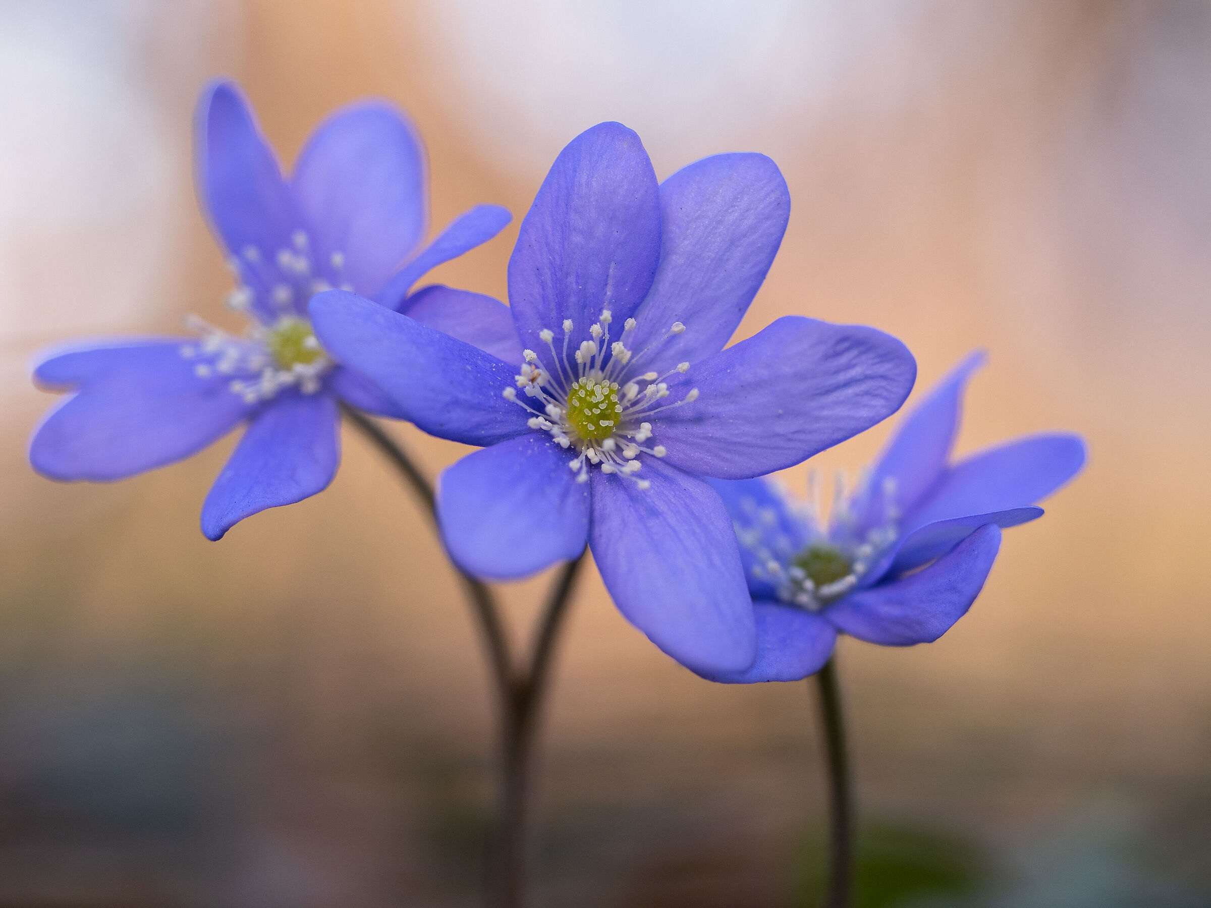 Hepatica nobilis