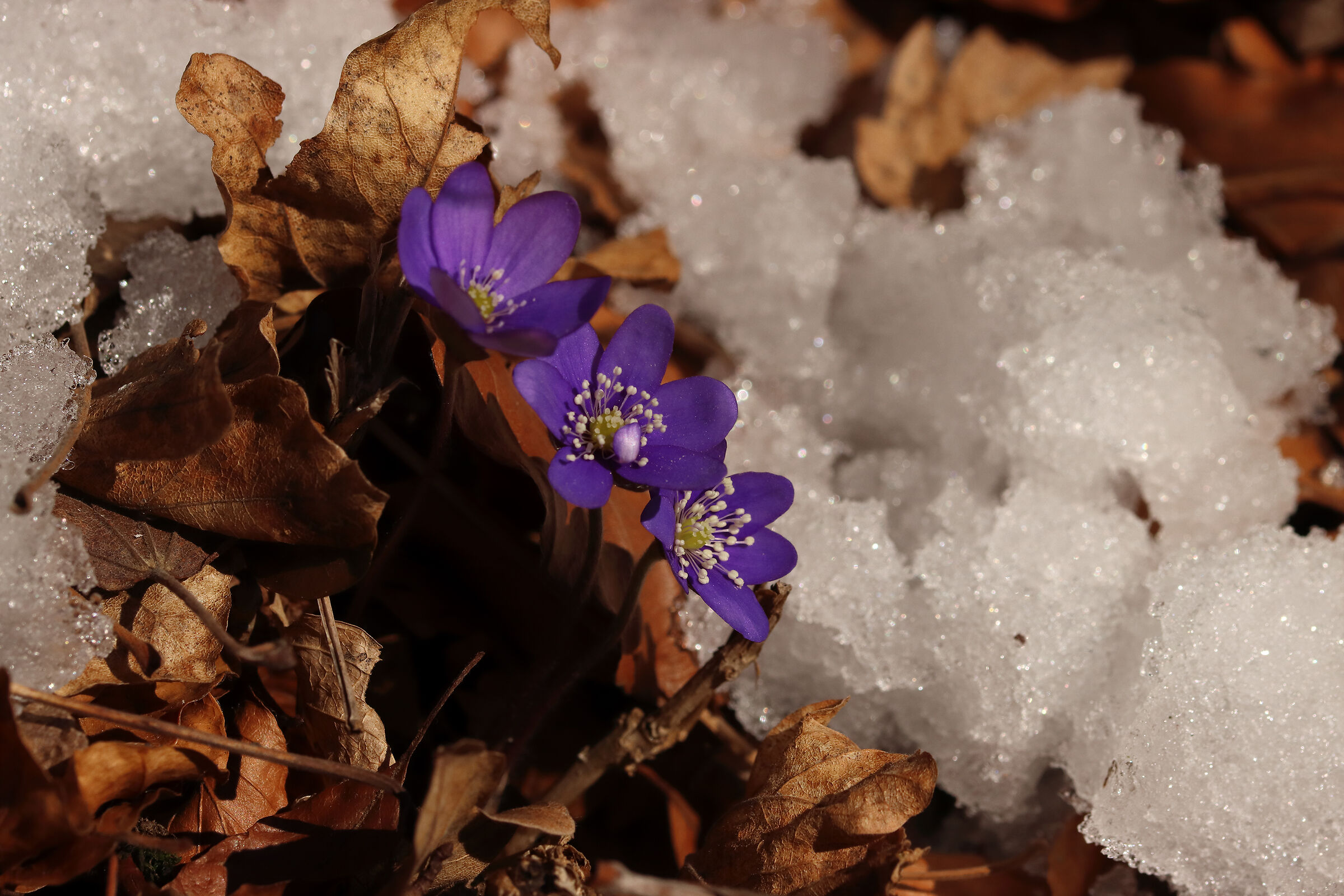 il bosco si colora di viola