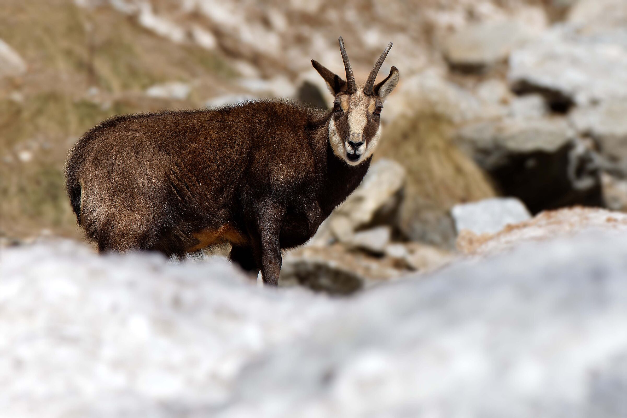CHAMOIS