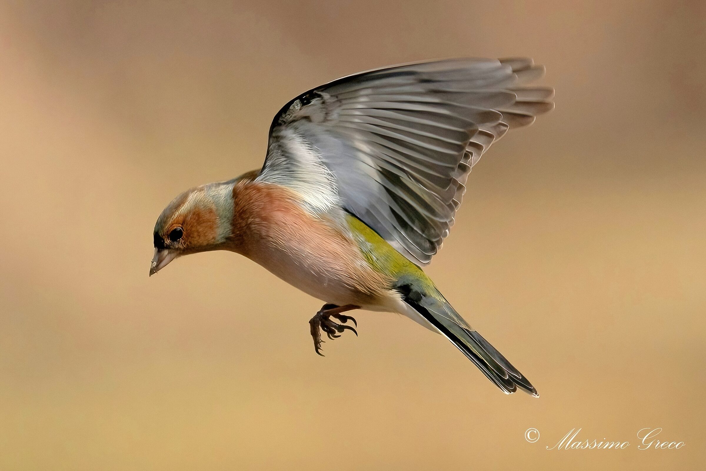 Chaffinch