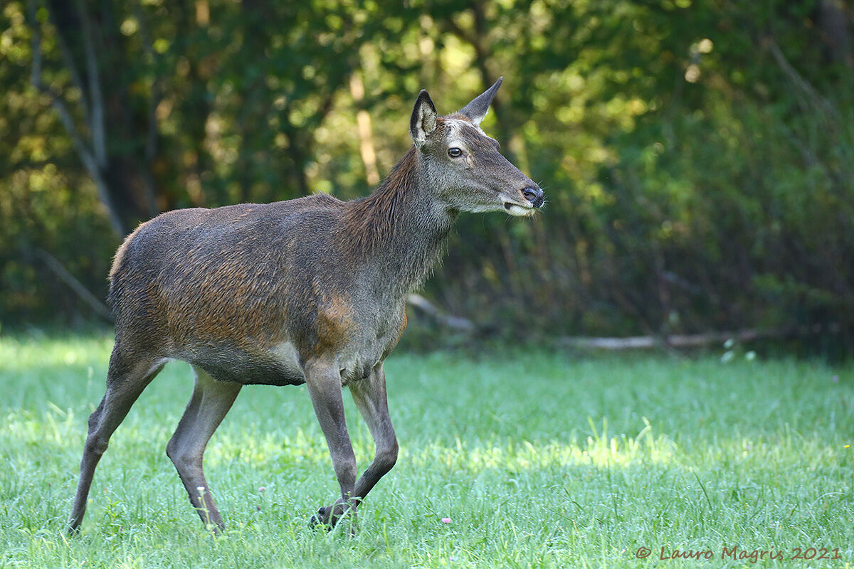 Passaggio con classe