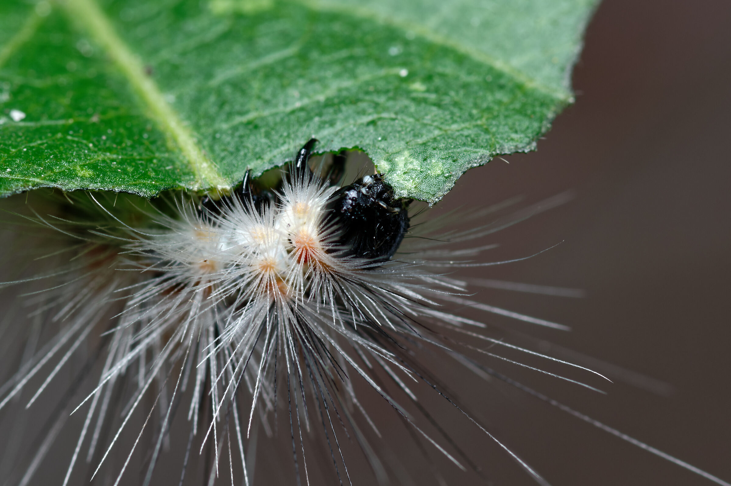 Caterpillar