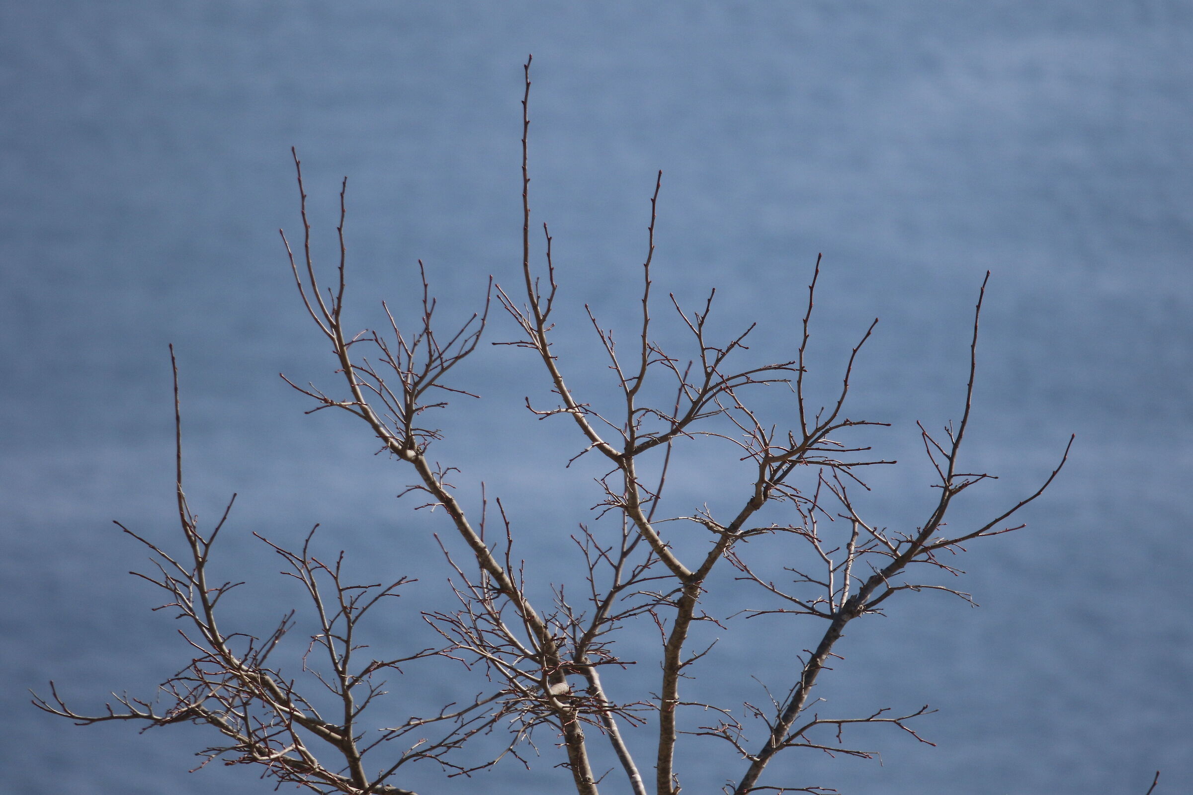 A 300= Crop 480/ Canon 7D II- 70-300 DO IS USM