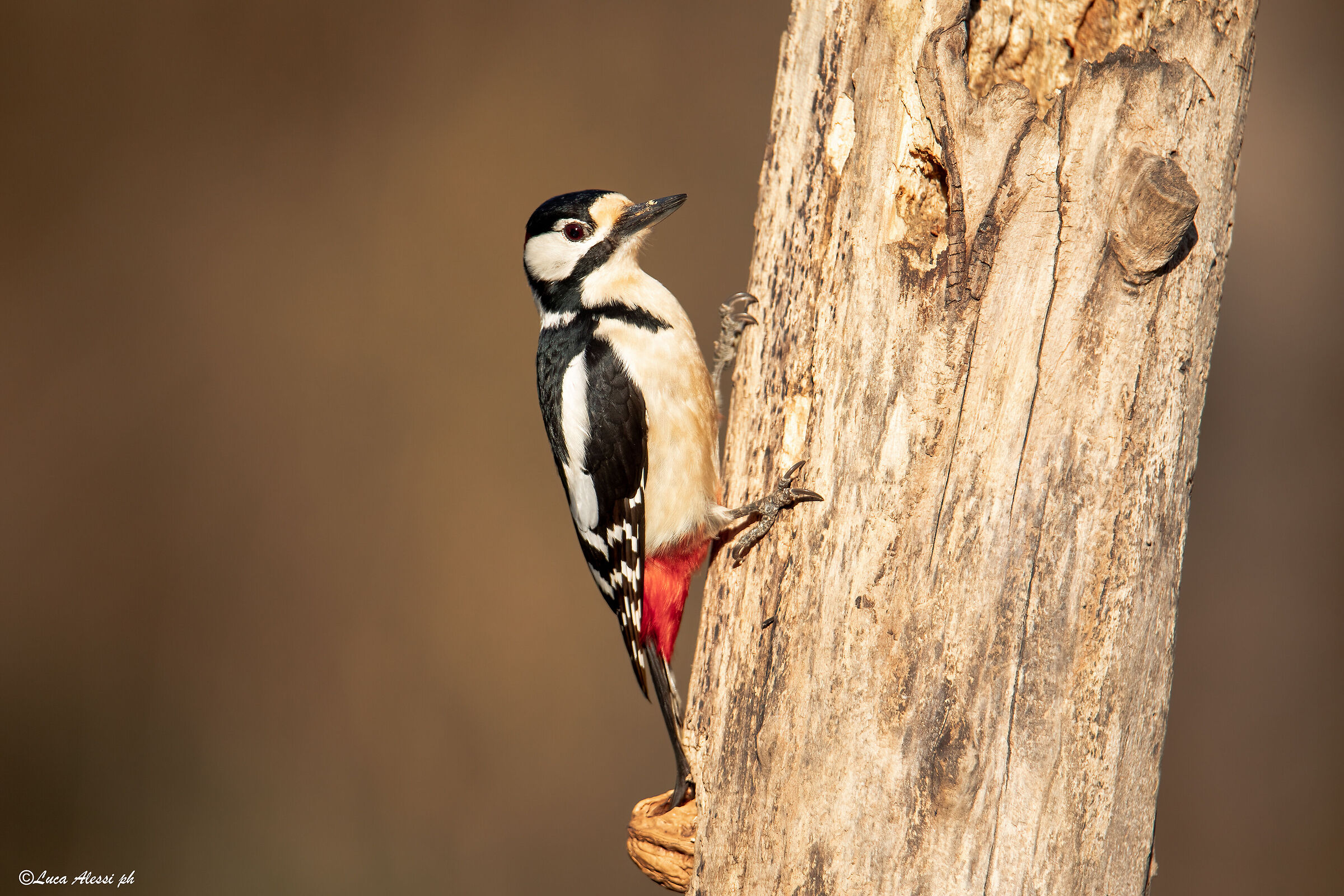 Red woodpecker