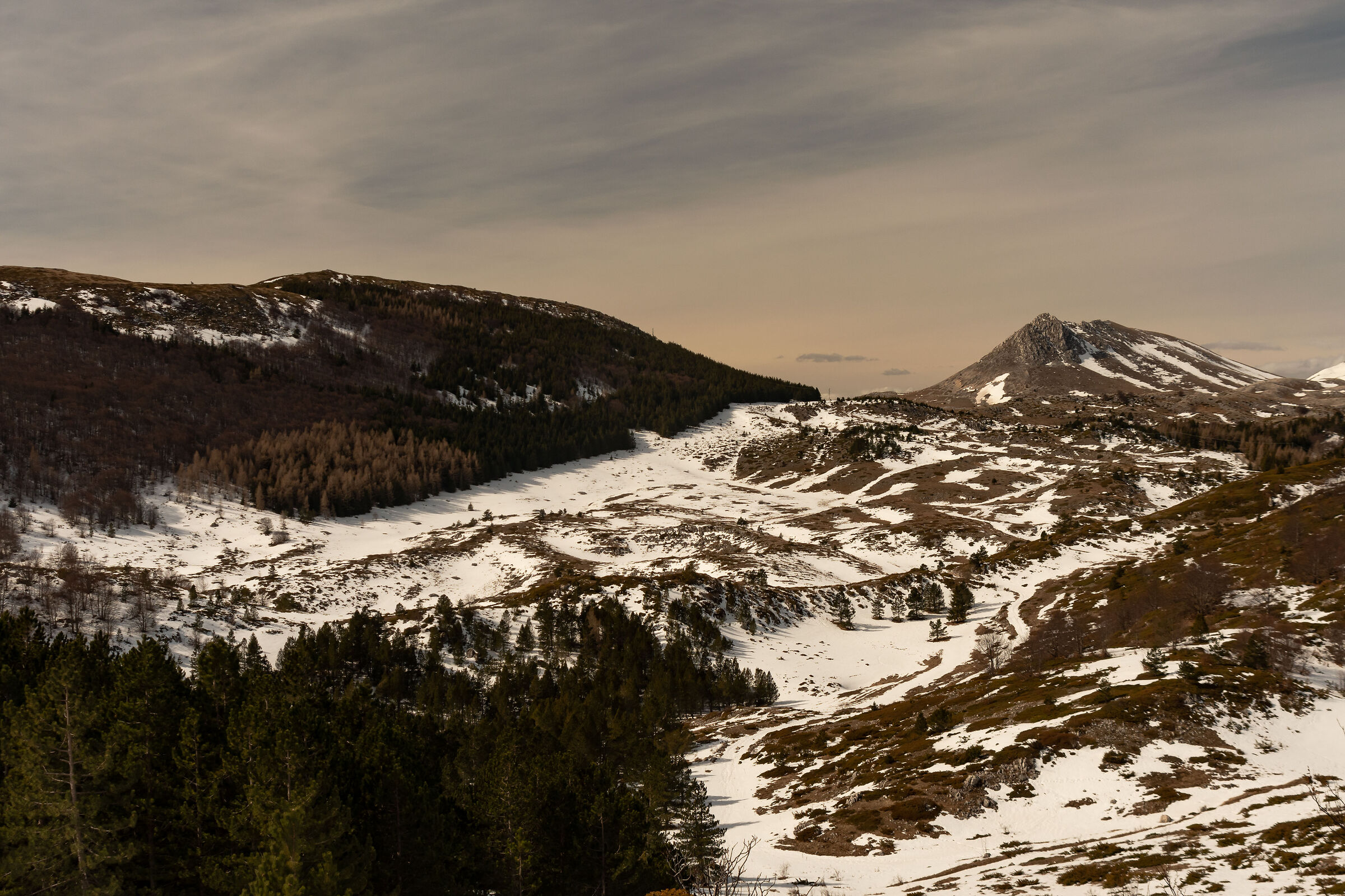 The conifers of Mount Bolza