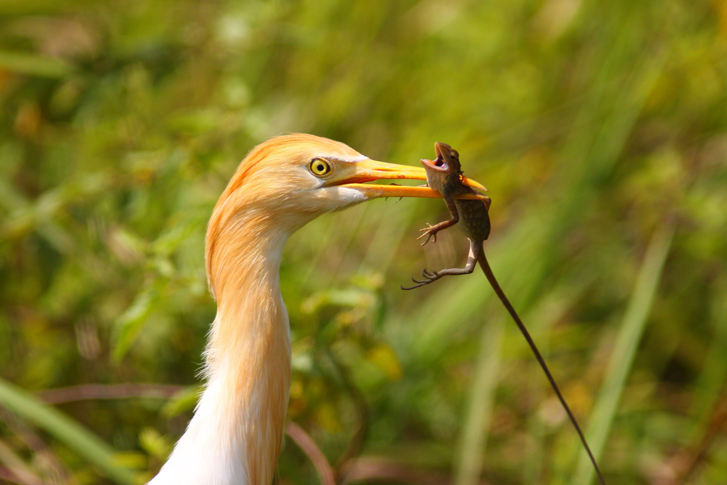 Una garzetta orientale con il suo pescato.