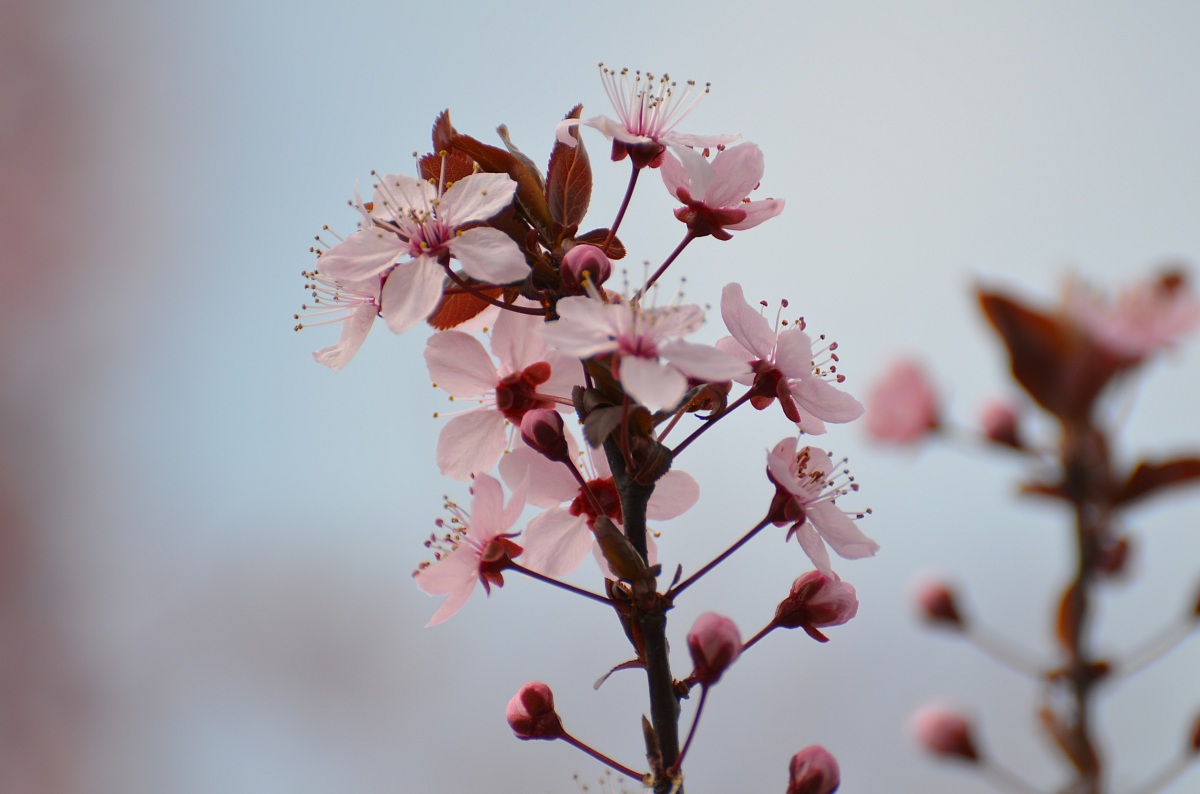 Peach flower ornamental