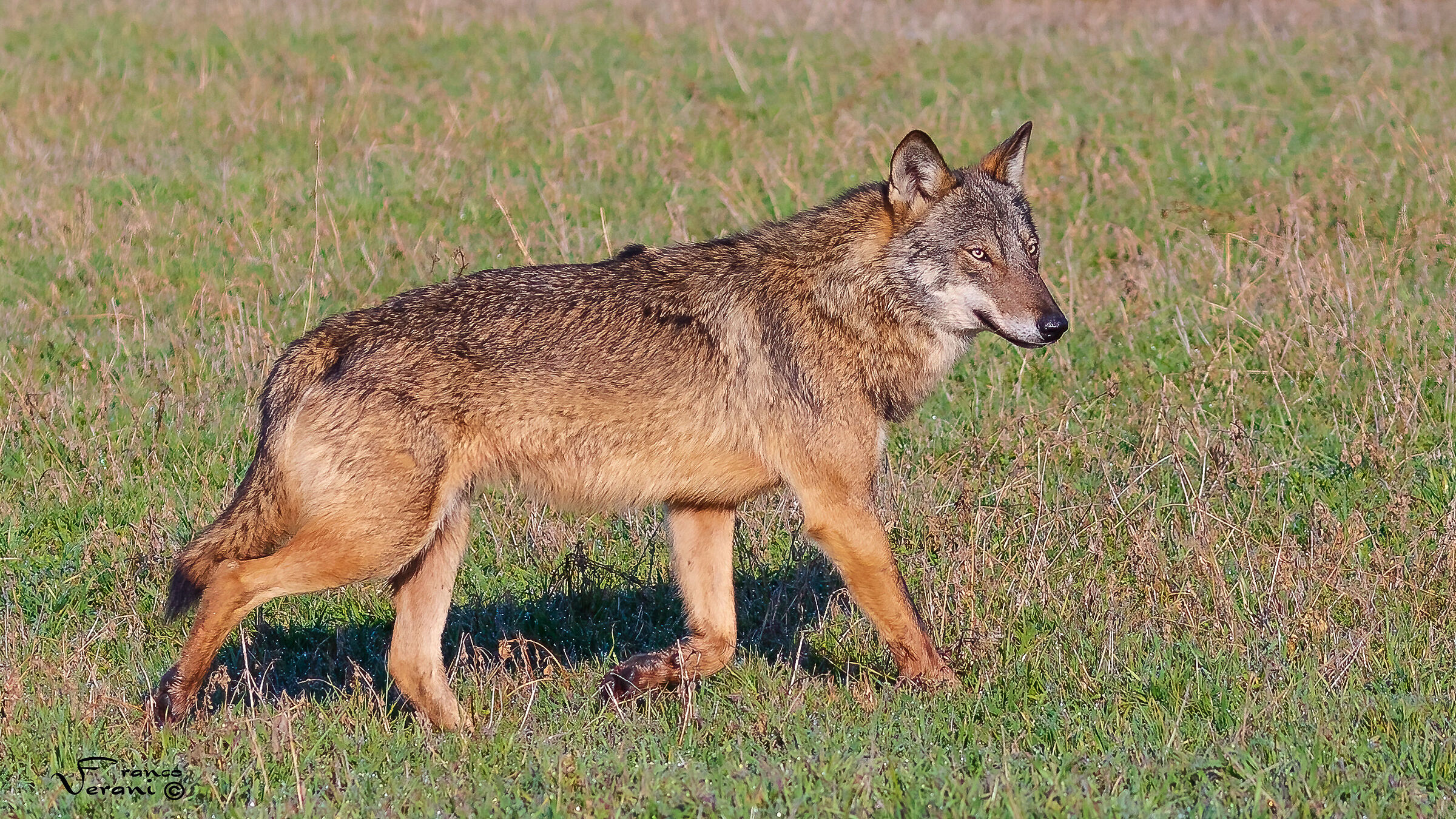 Canis Lupus (Wolf)
