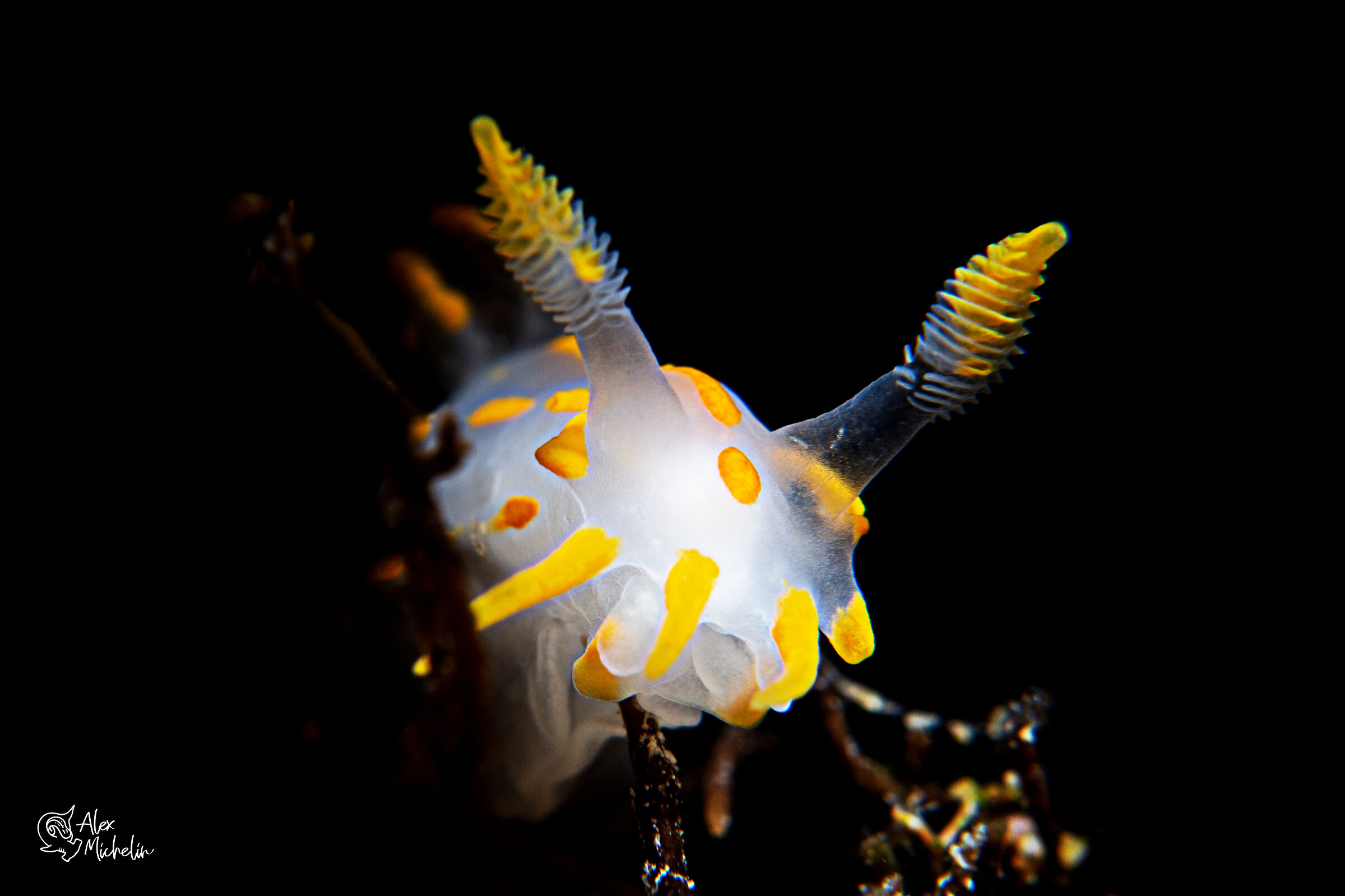 Polycera quadrilineata