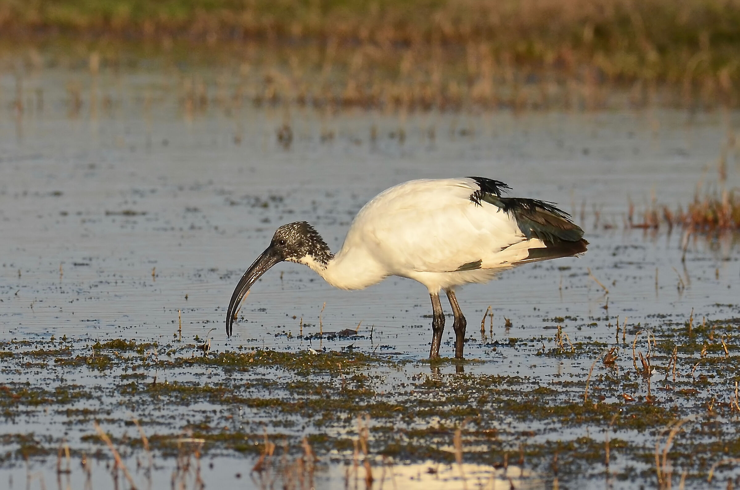 Ibis