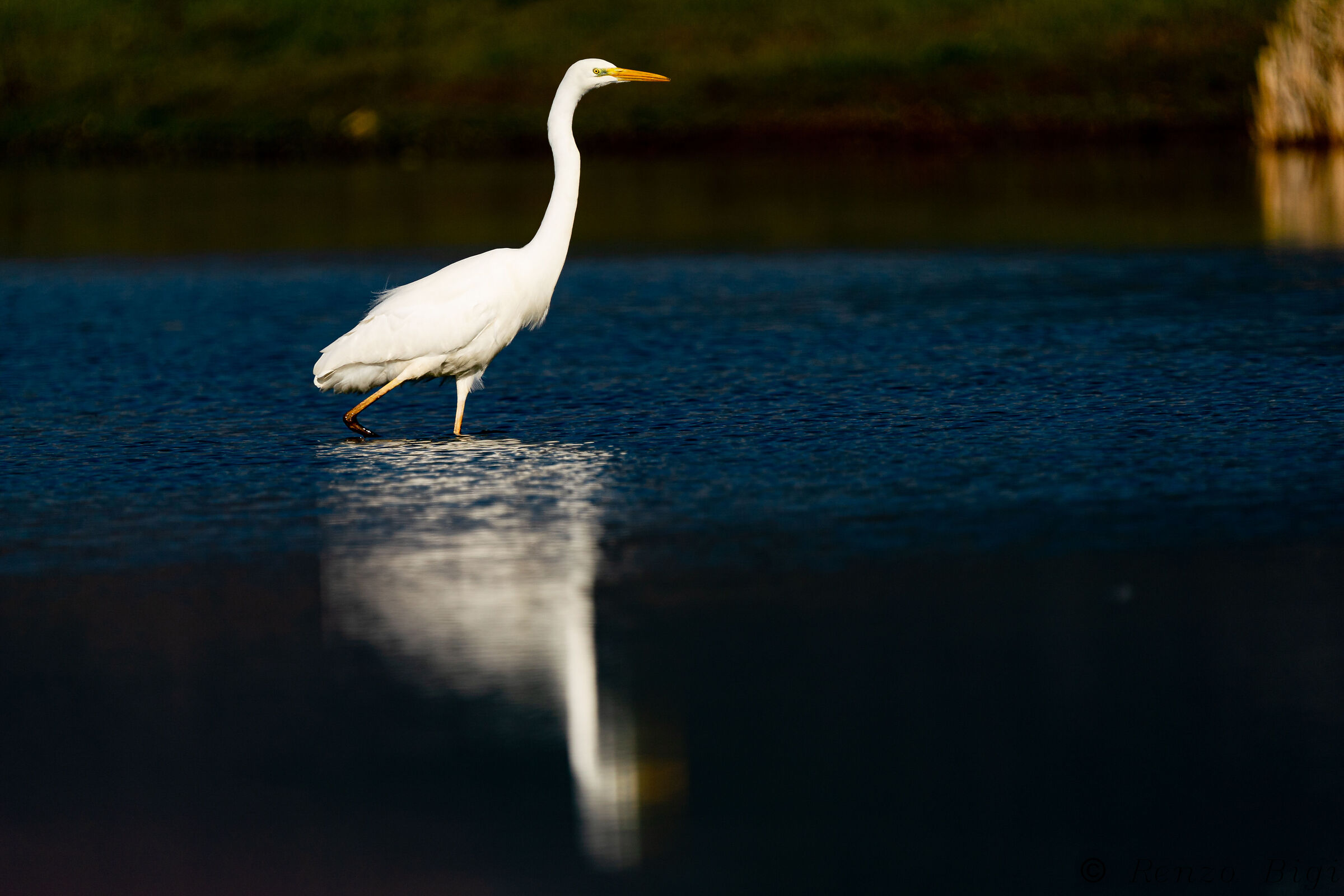Airone bianco maggiore
