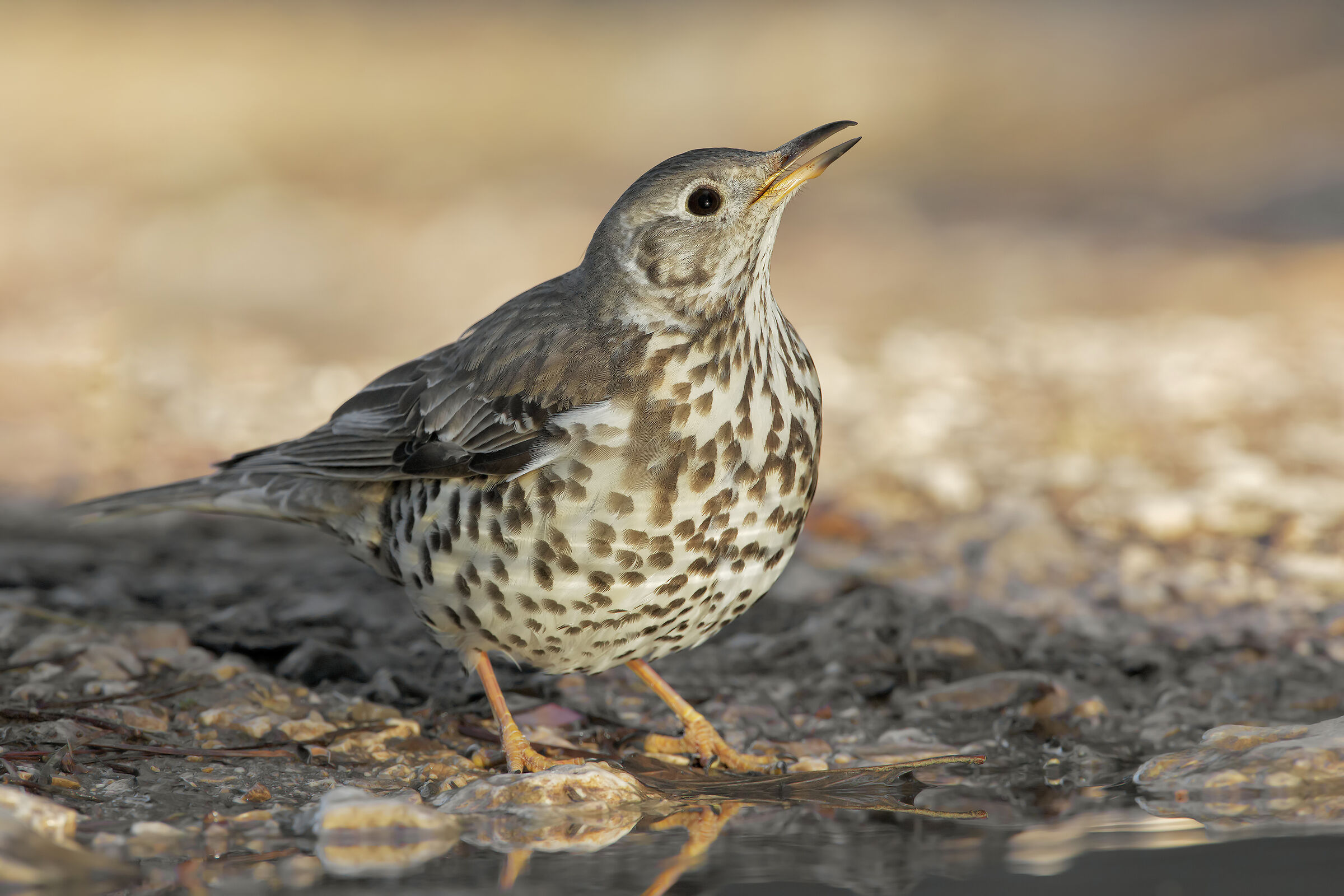 Mistle thrush