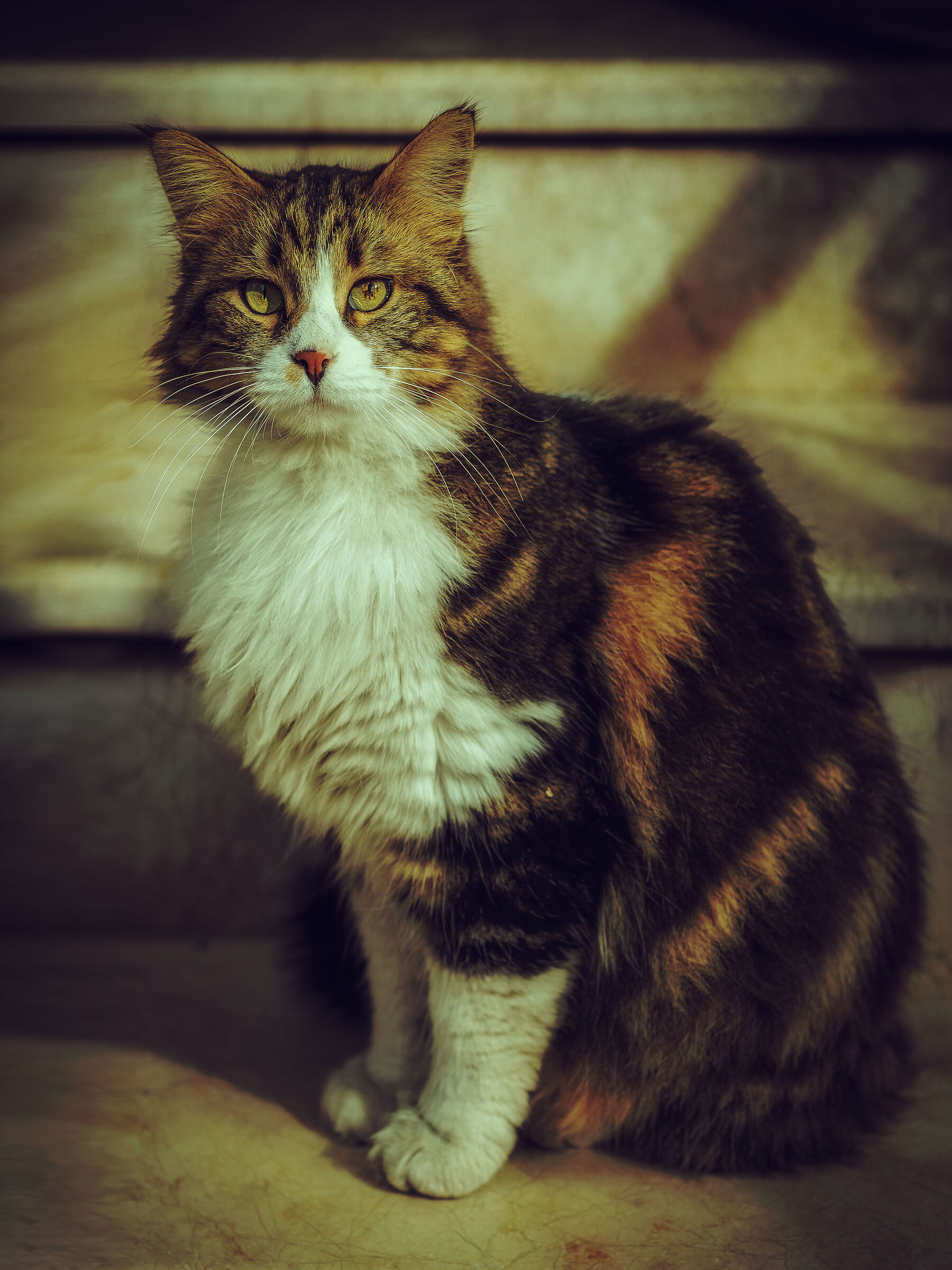 Apartment block's cat