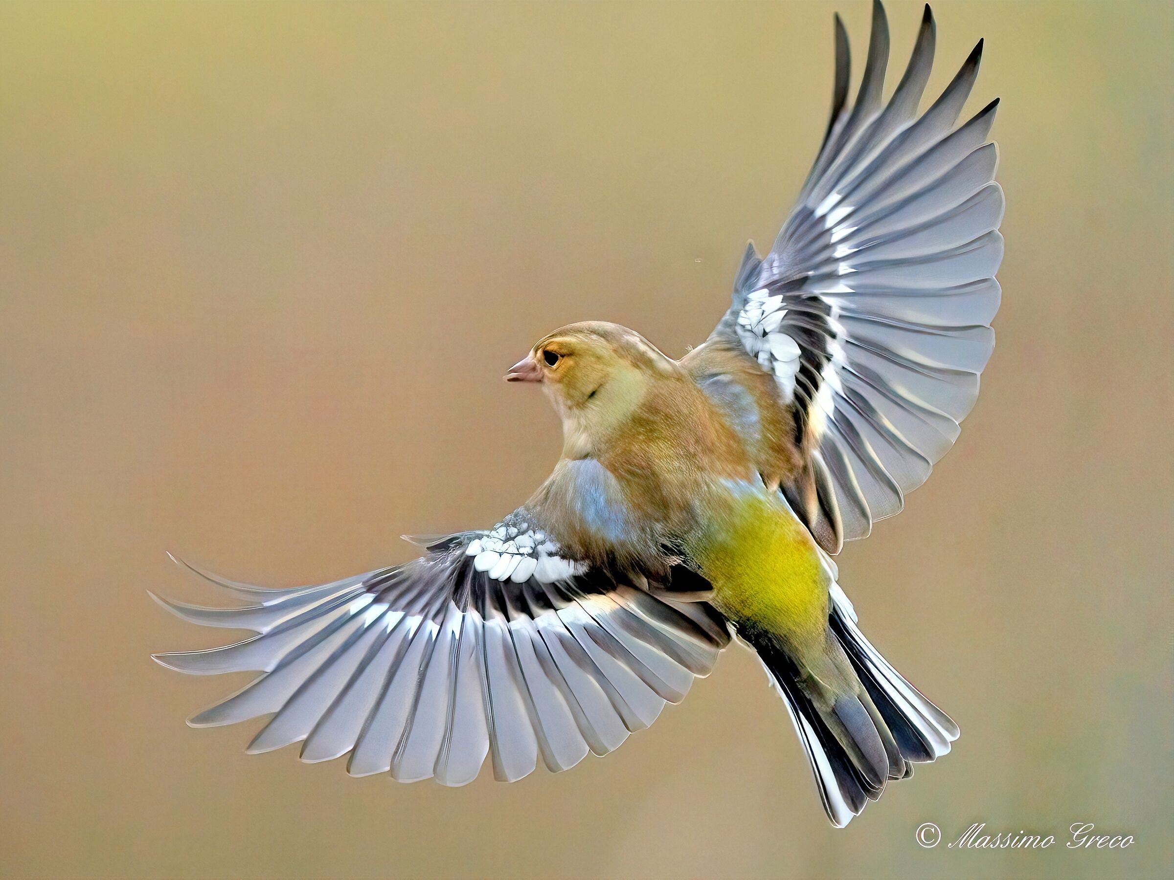 Fringuello (Fringilla coelebs)