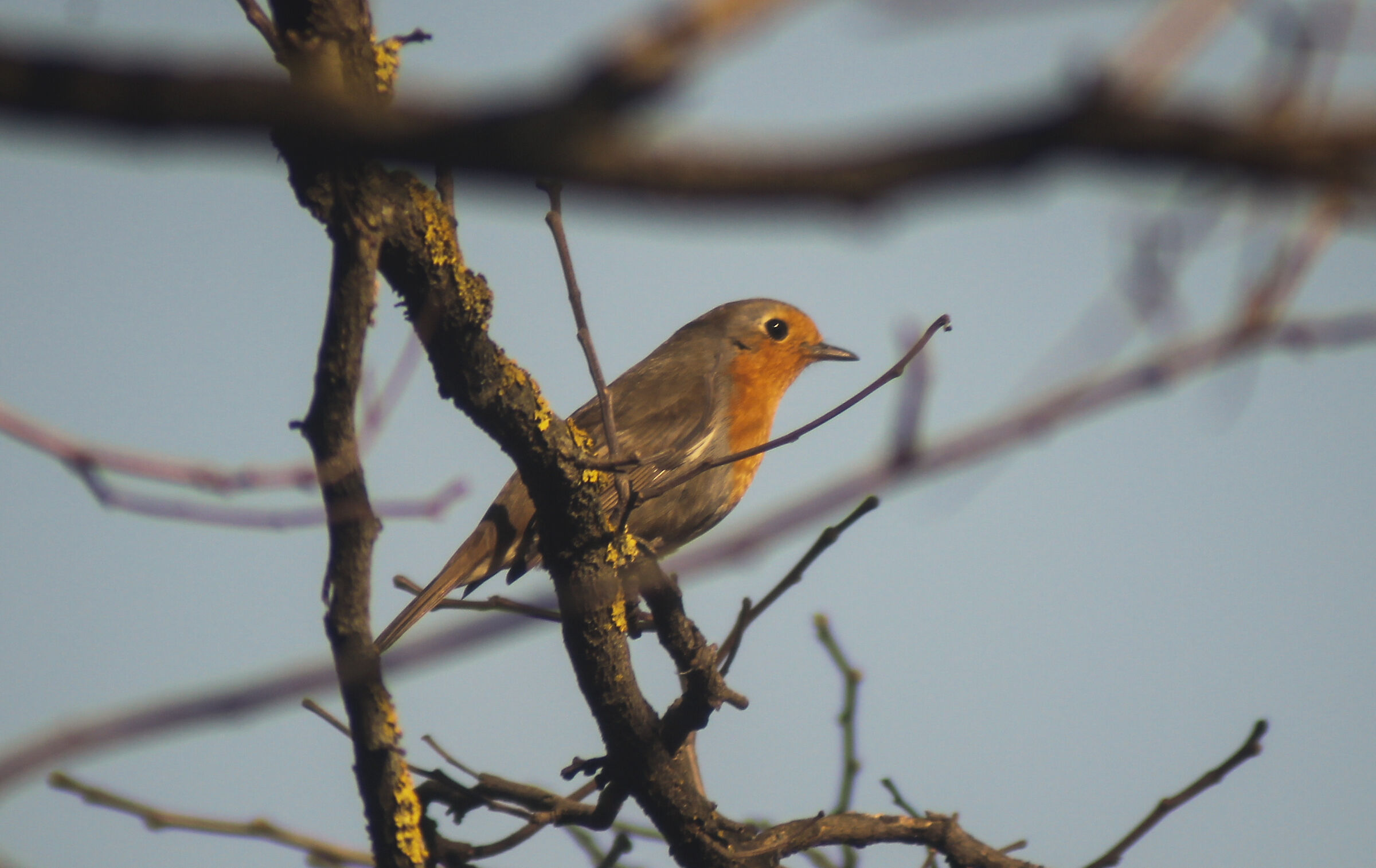 Passeggiando nel bosco