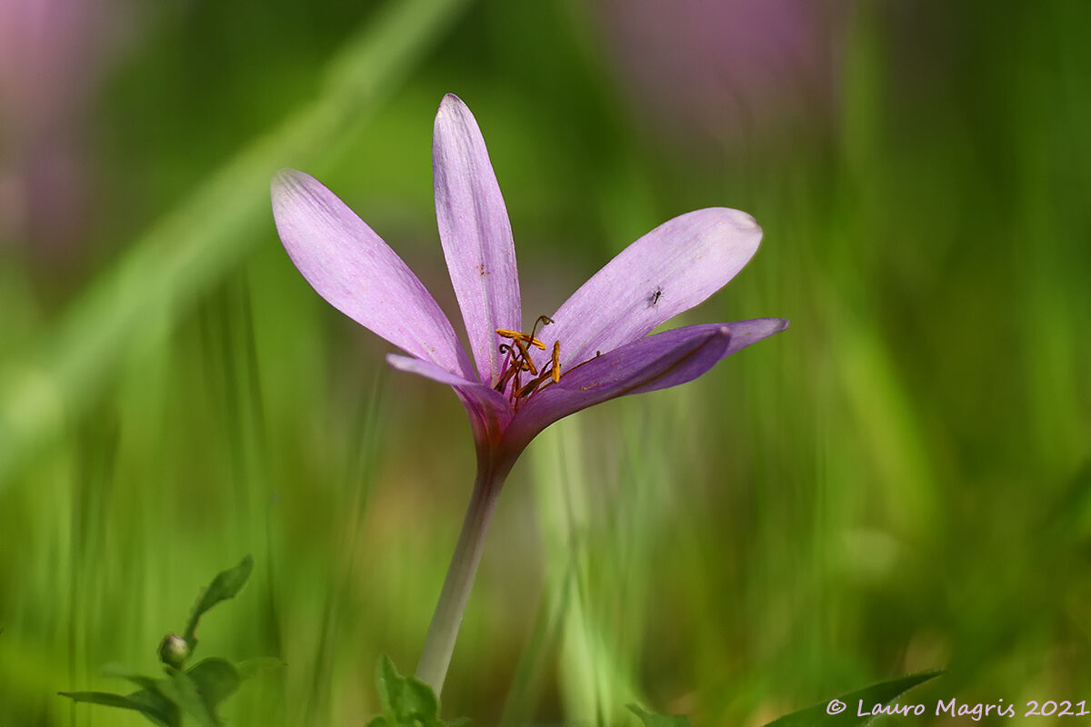 Camminando sul morbido
