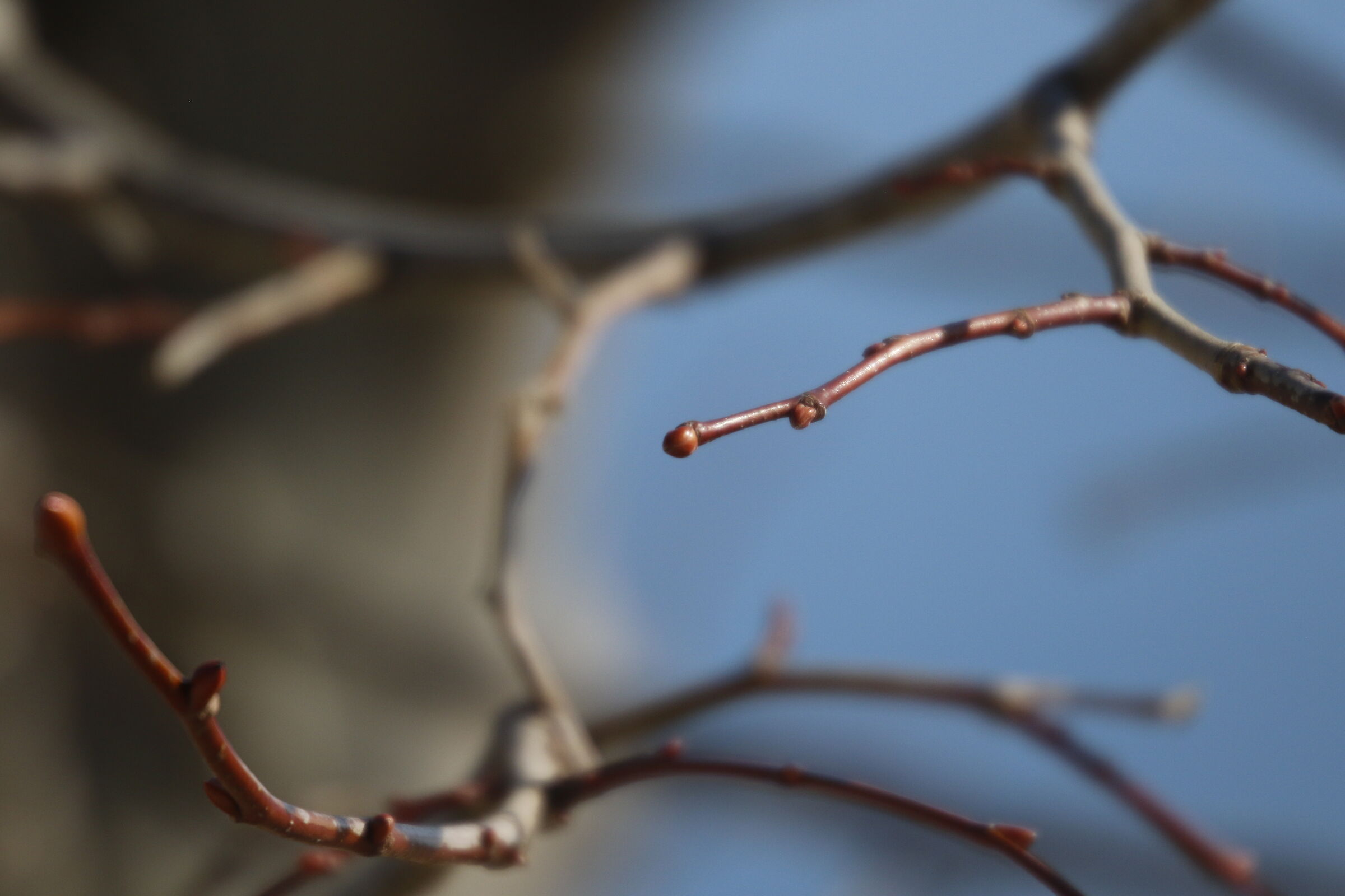 A 300= Crop 480- Canon 7D II- 70-300 DO IS USM