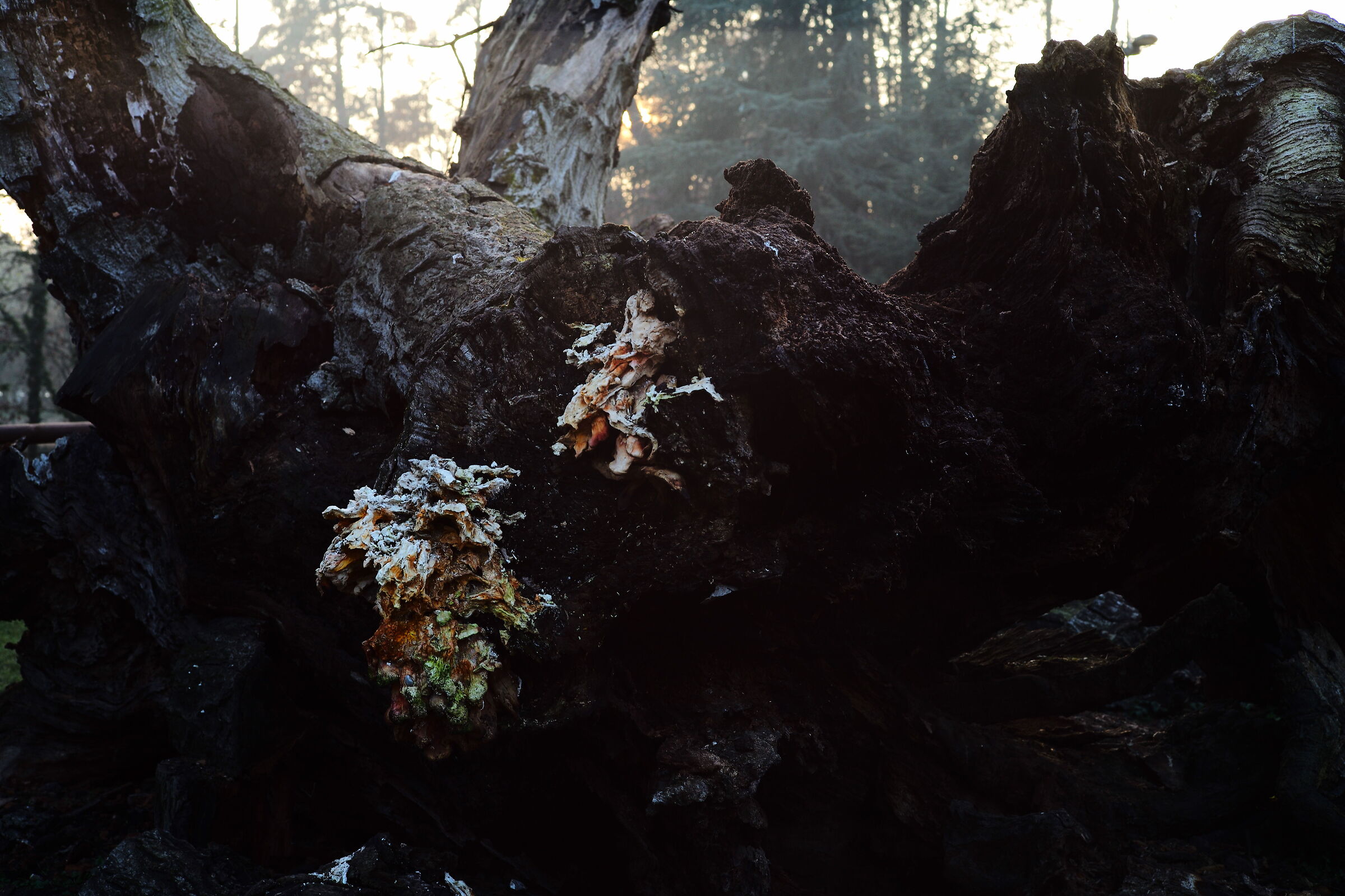 Nuova vita sul troco millenario