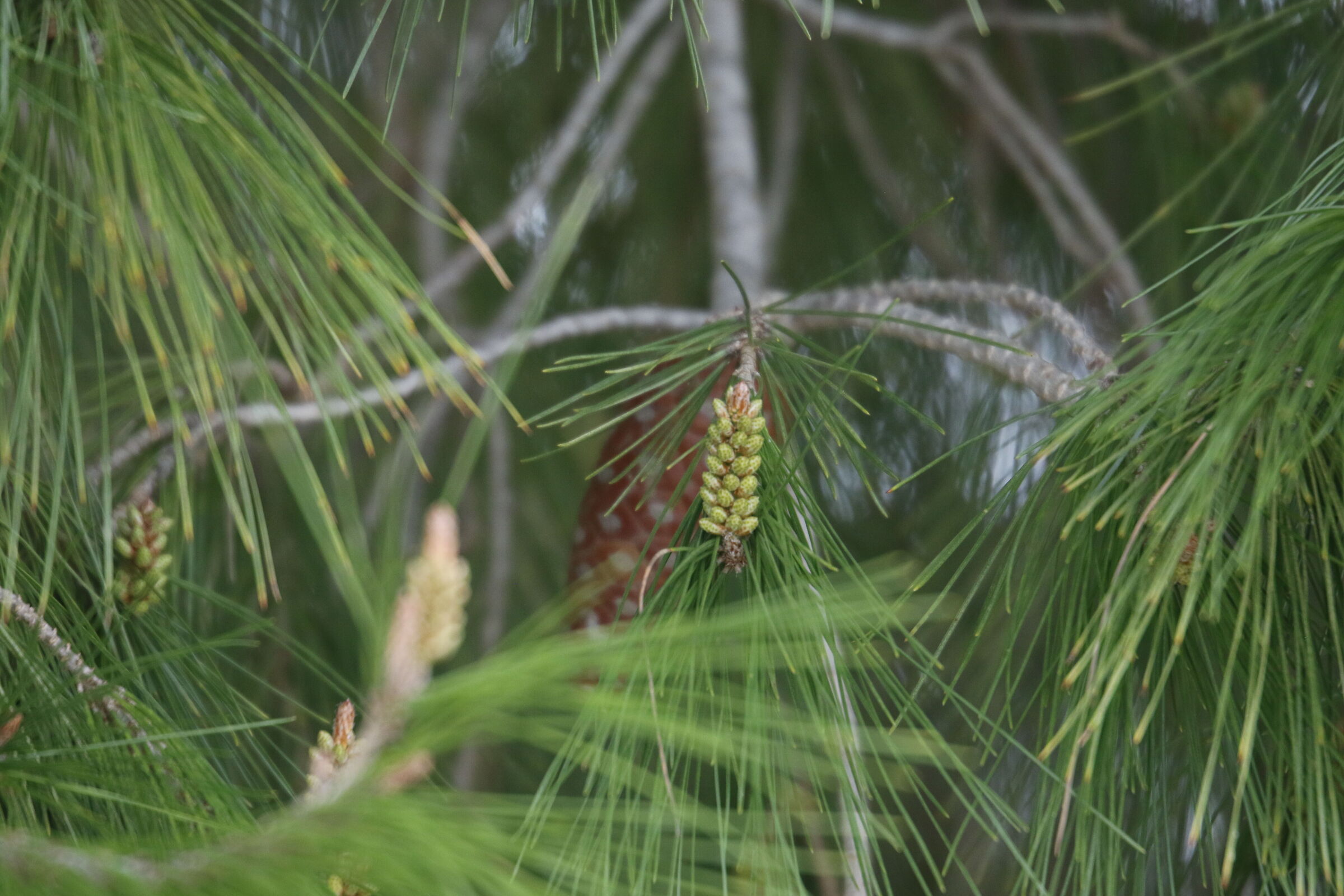 A 300= Crop 480/ Canon 7D II- 70-300 DO IS USM