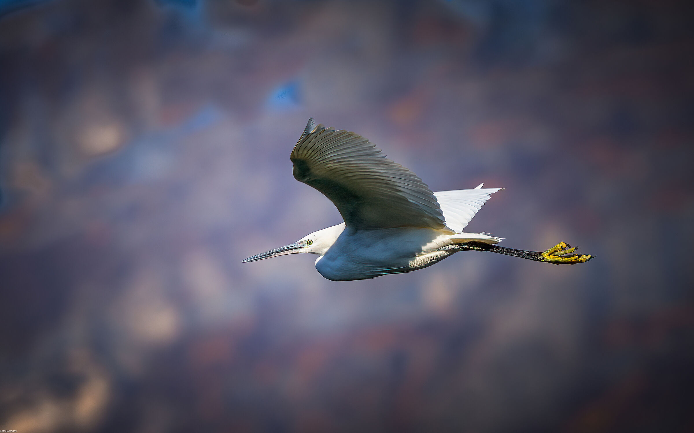 Egret in flight