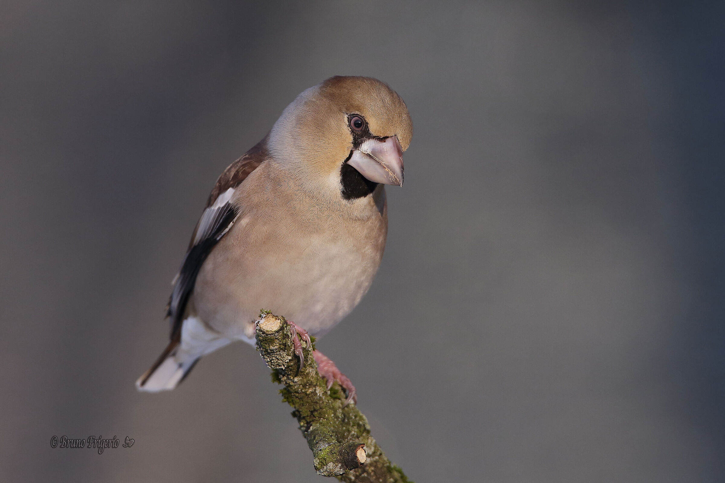 hawfinch
