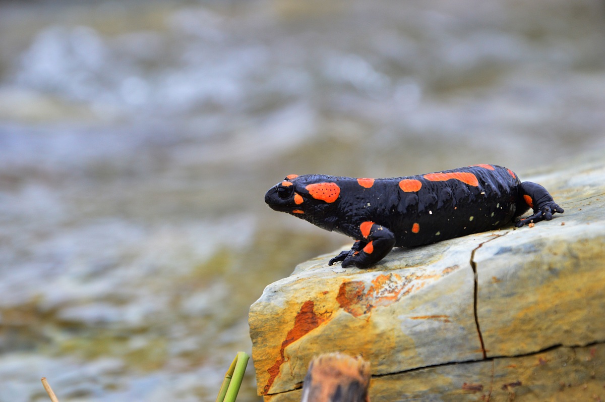 salamandra rossa