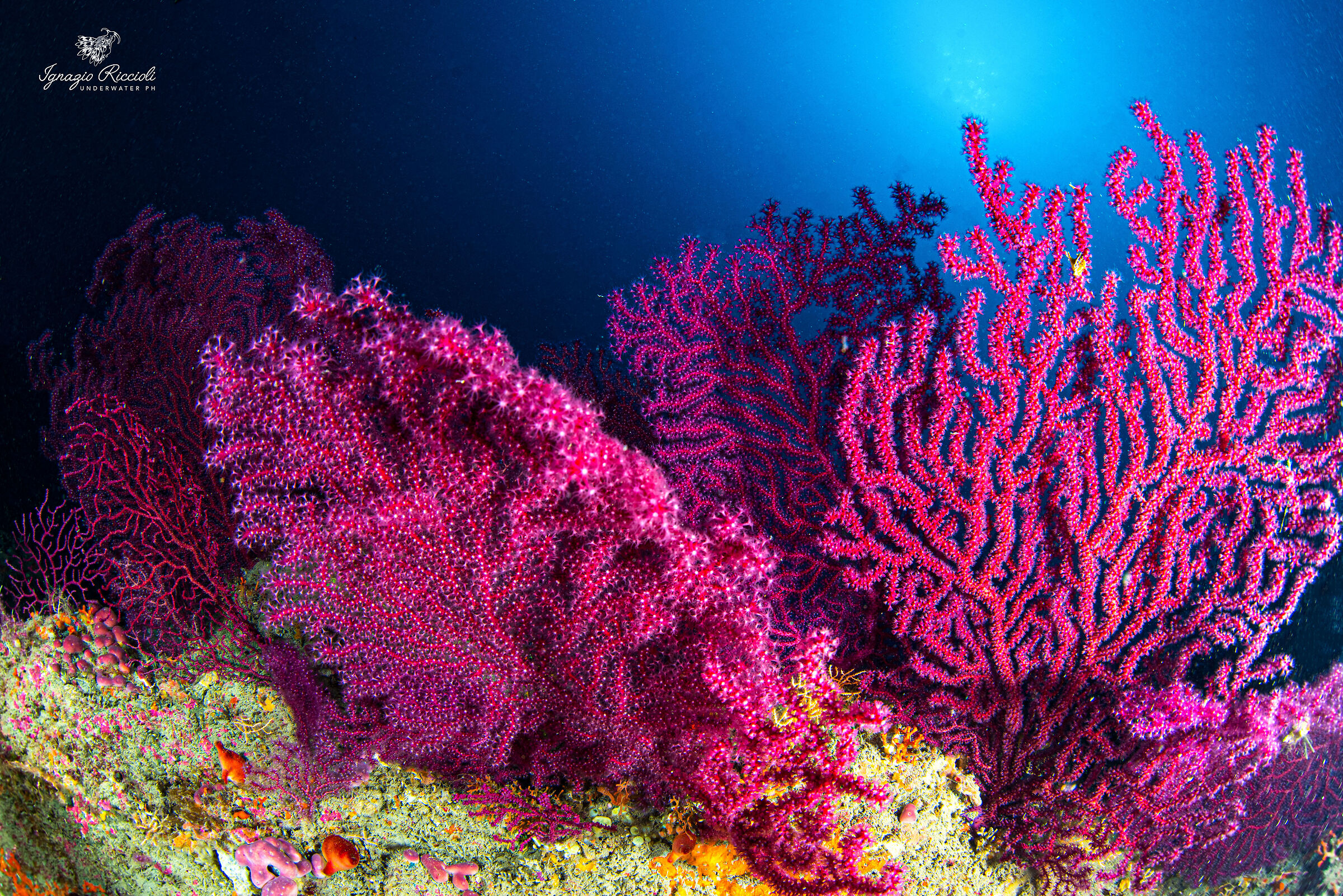 Paramuricea clavata.