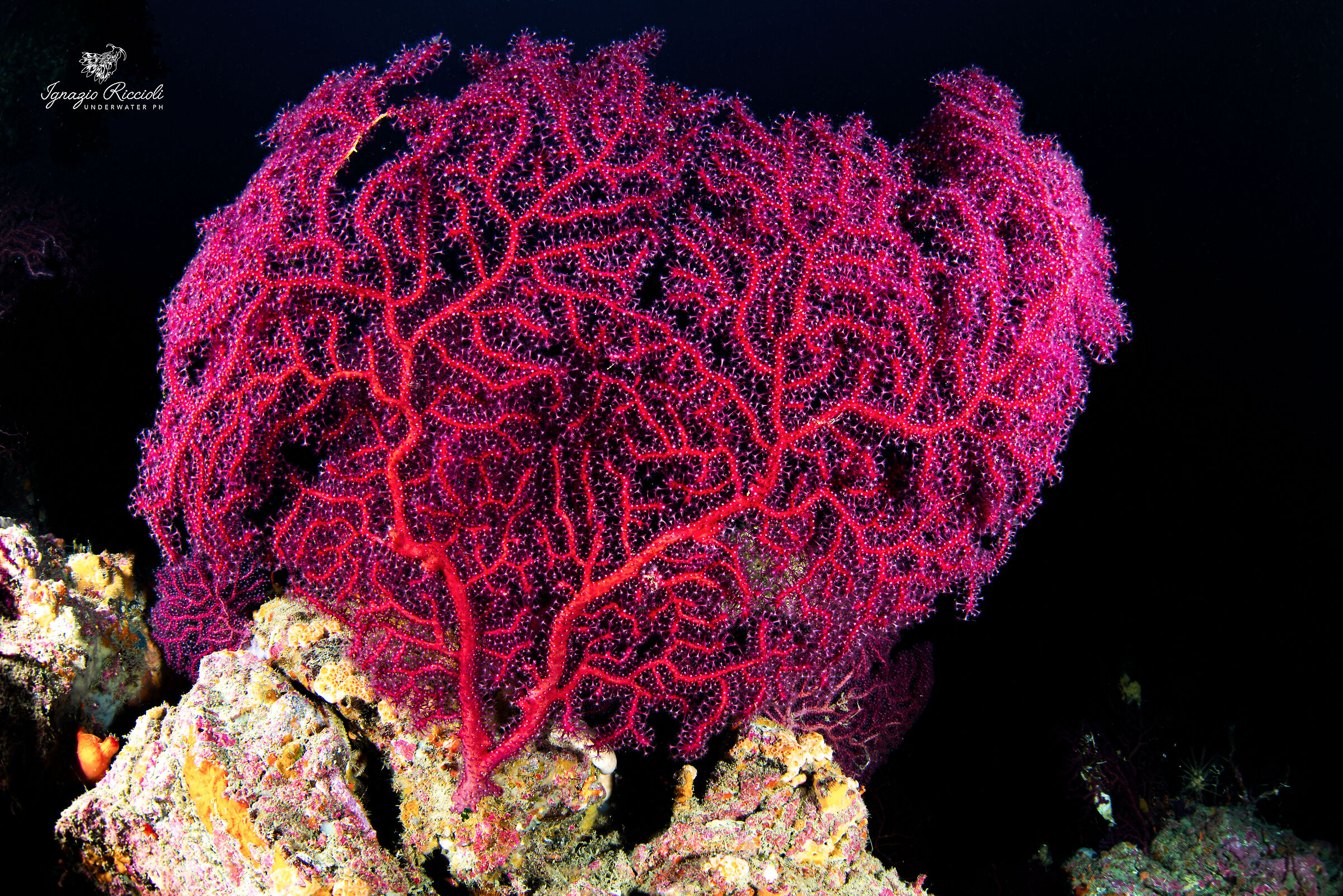 Paramuricea clavata.