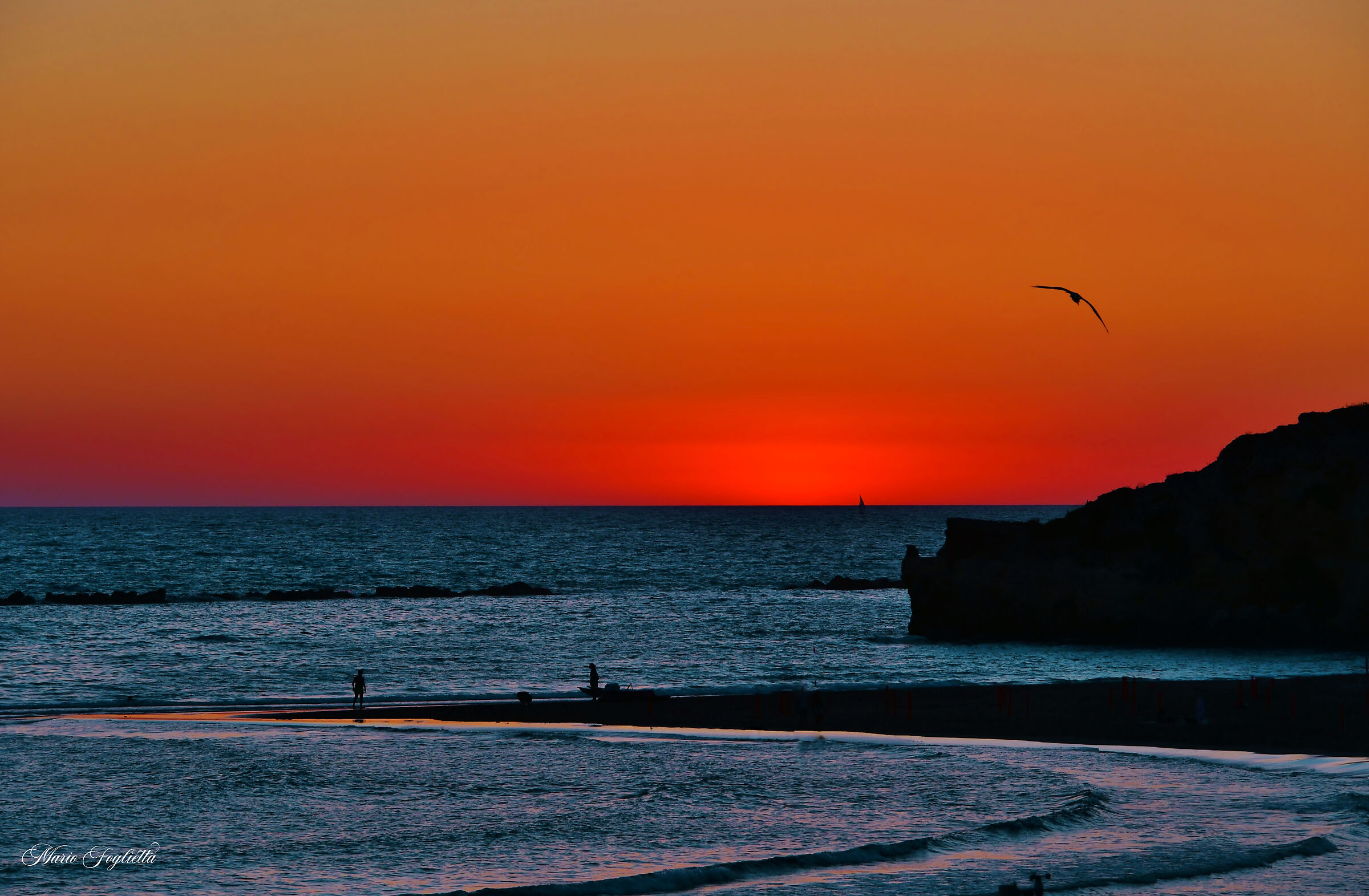 On the wings of a Seagull
