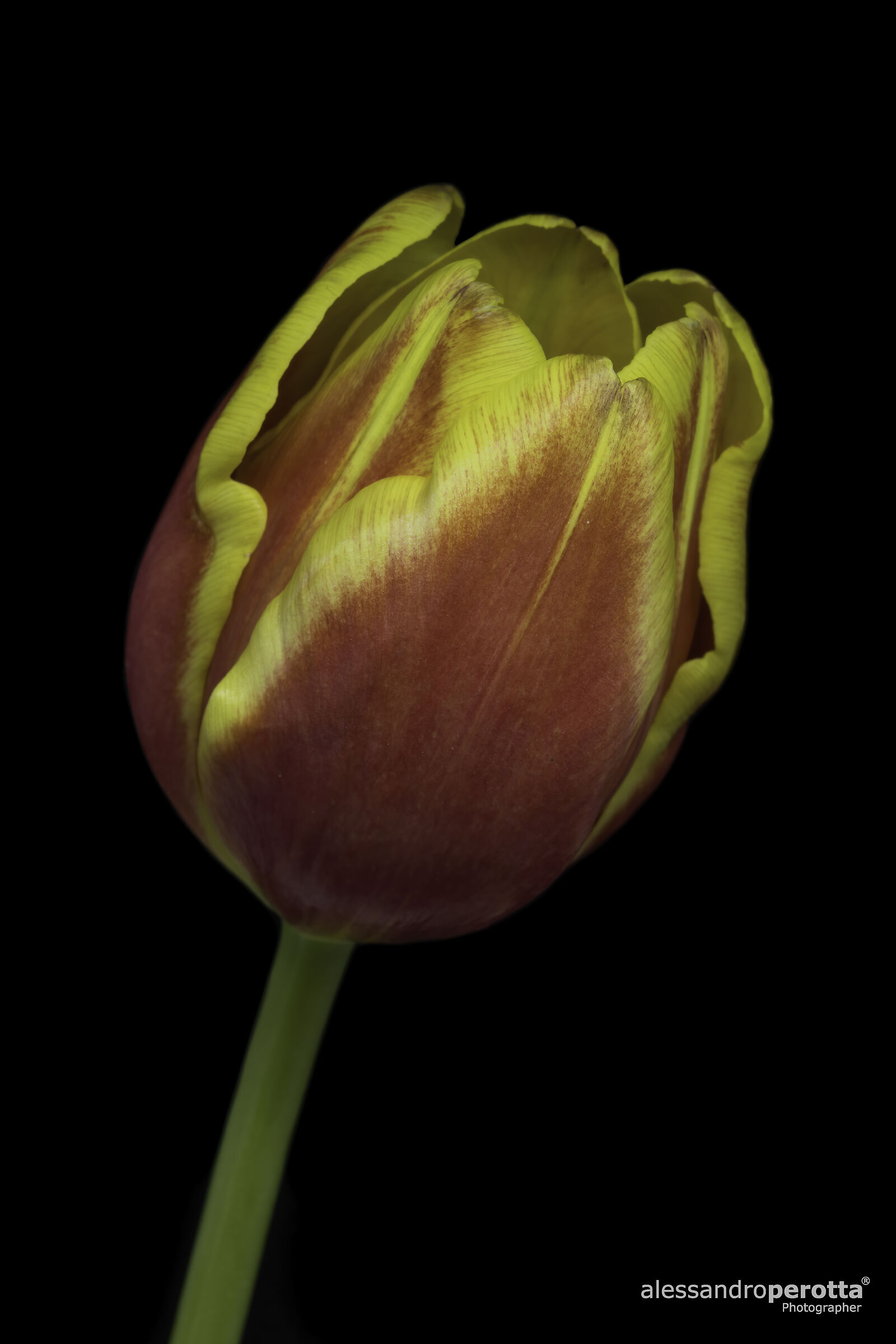 Tulipa greigii
