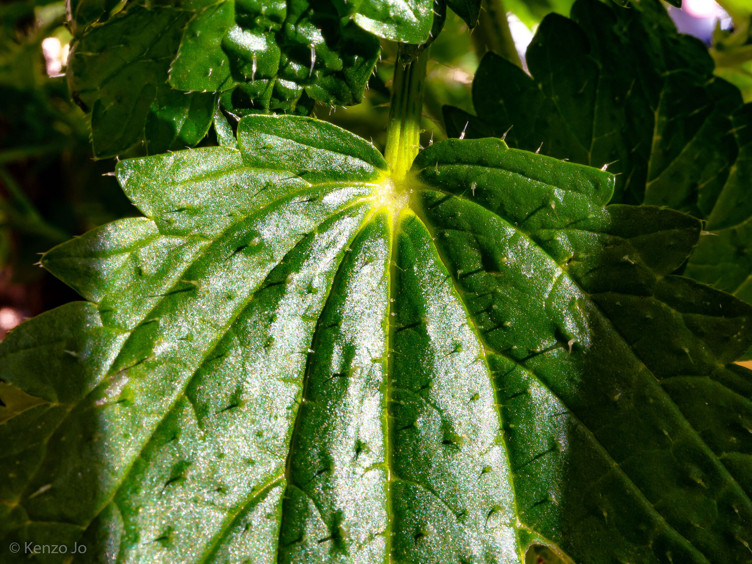 It shine bright like a diamond