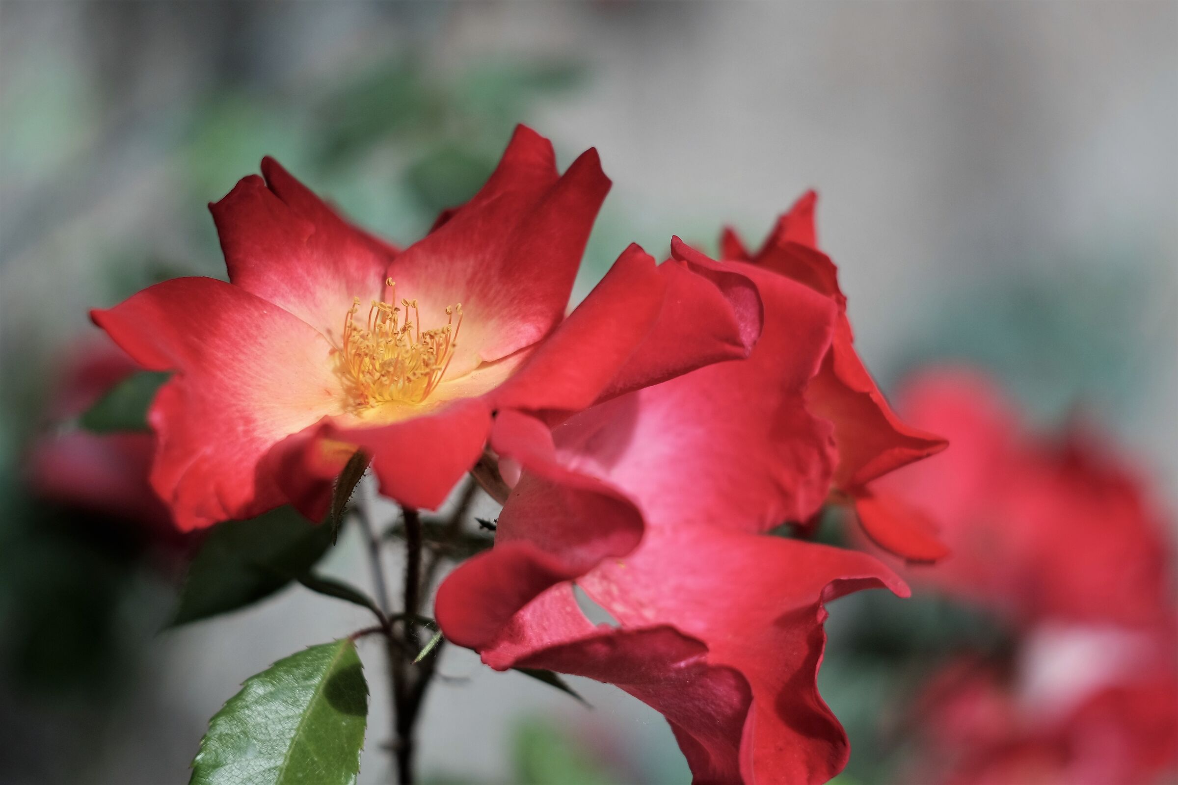Rosa 1