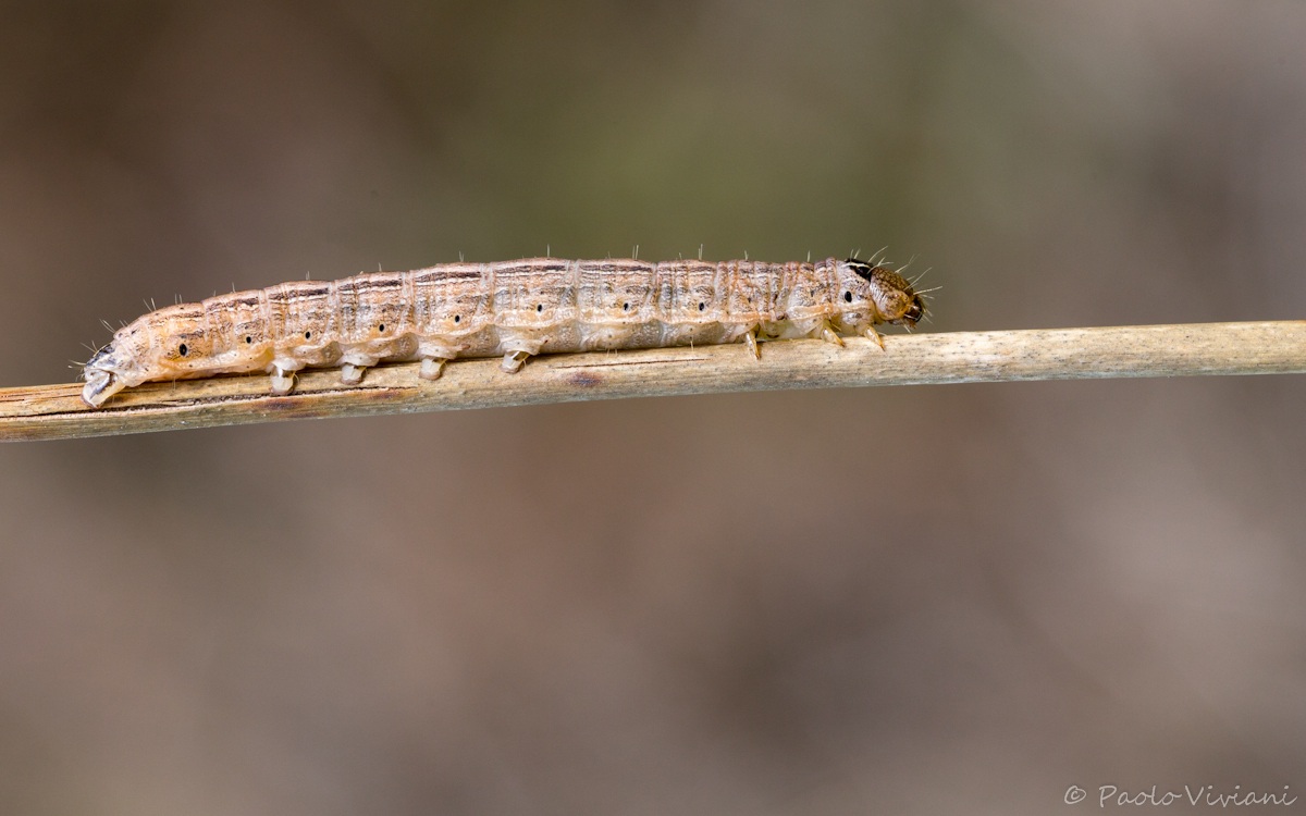 What will it become?