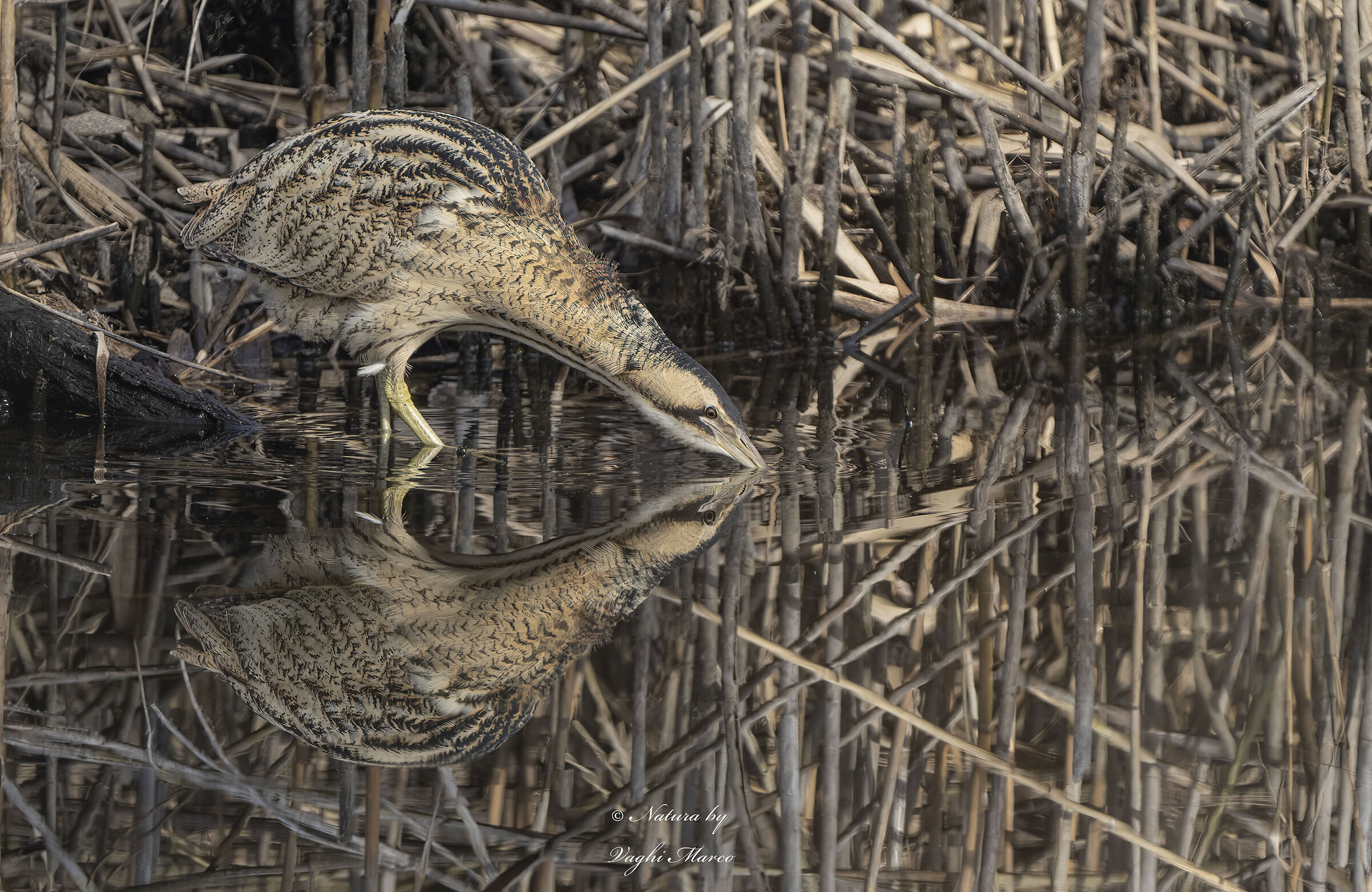 Bittern. Camouflage reflections