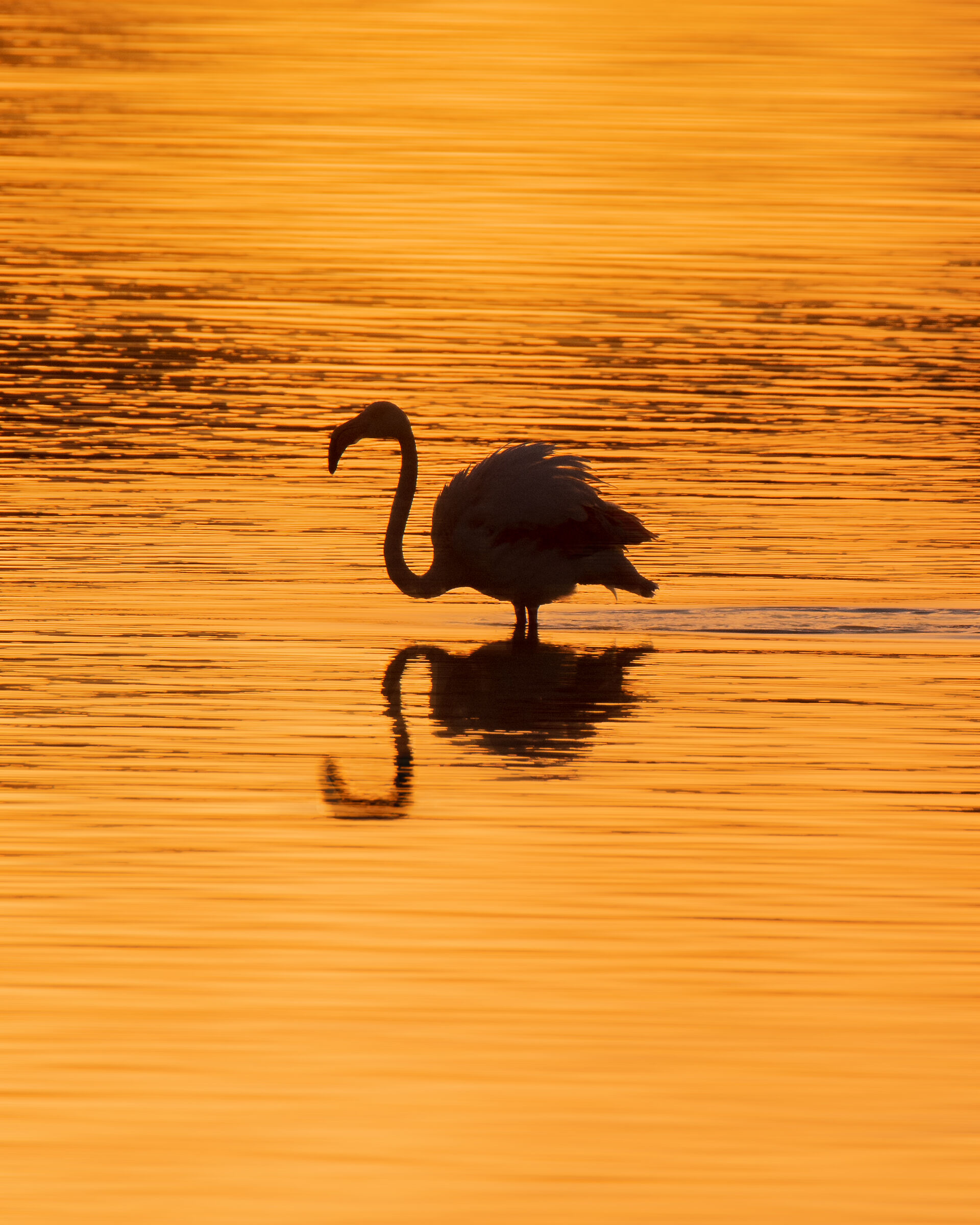 Riflessi al tramonto
