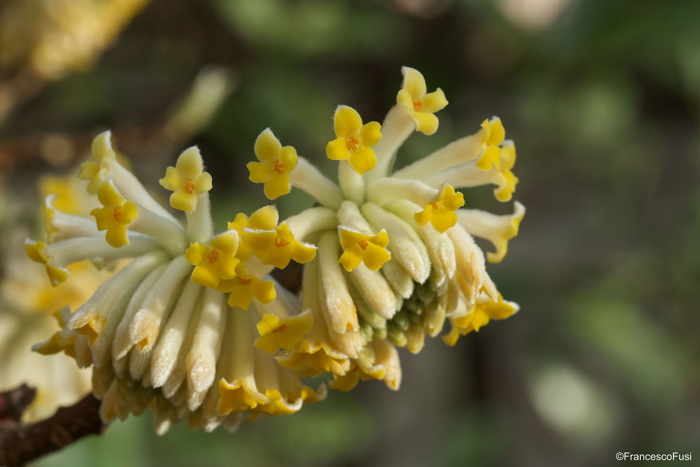 First inflorescences of Edgeworthia chrysantha