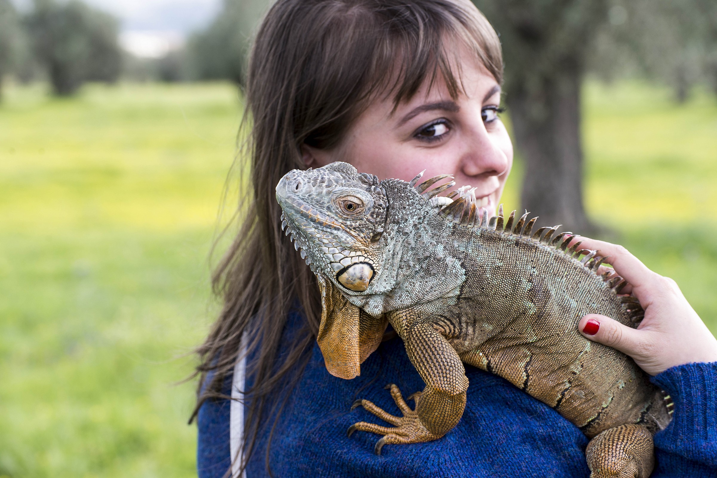 the beautiful and the iguana