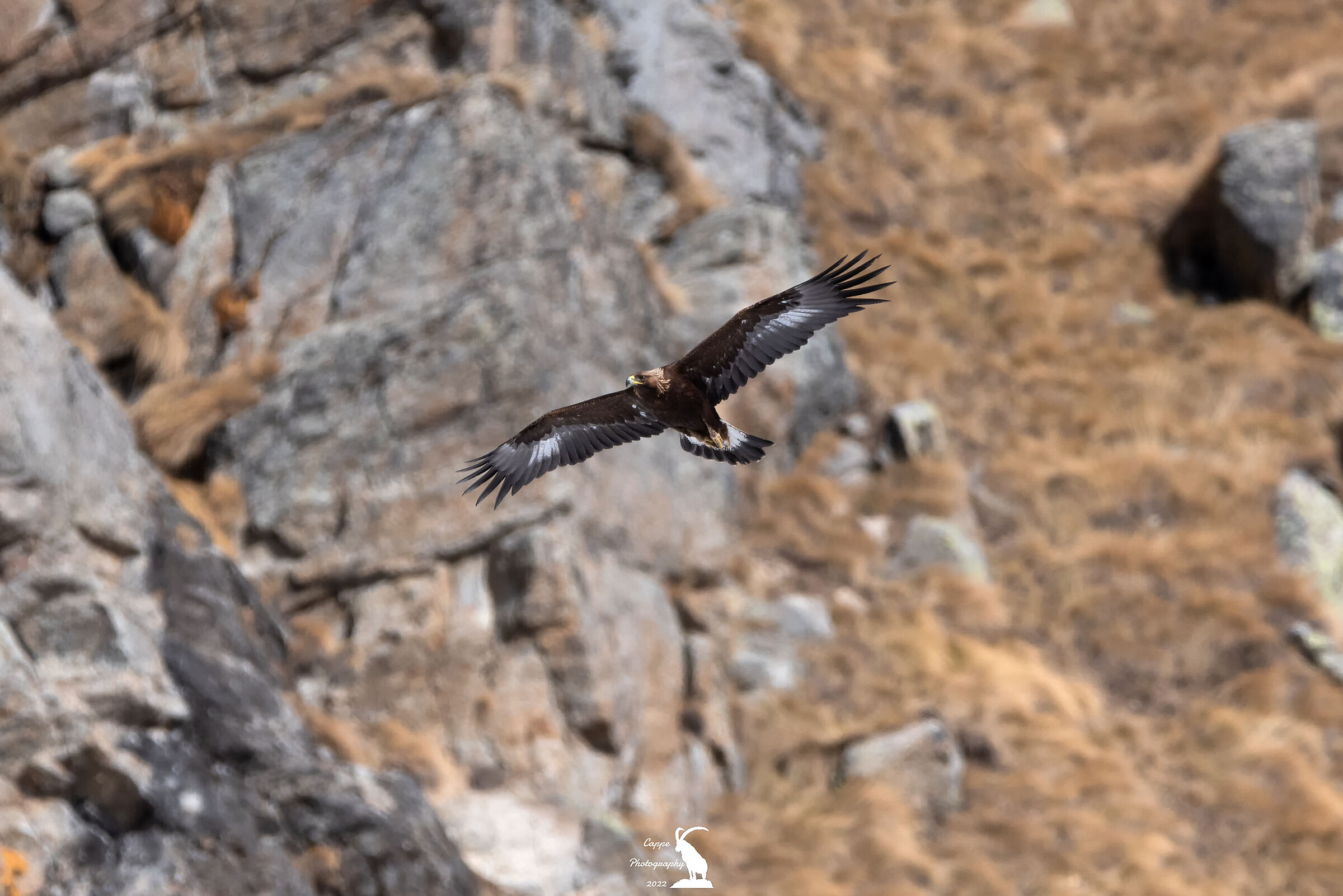 Aquila Reale (Aquila Chrysaetos - L.)