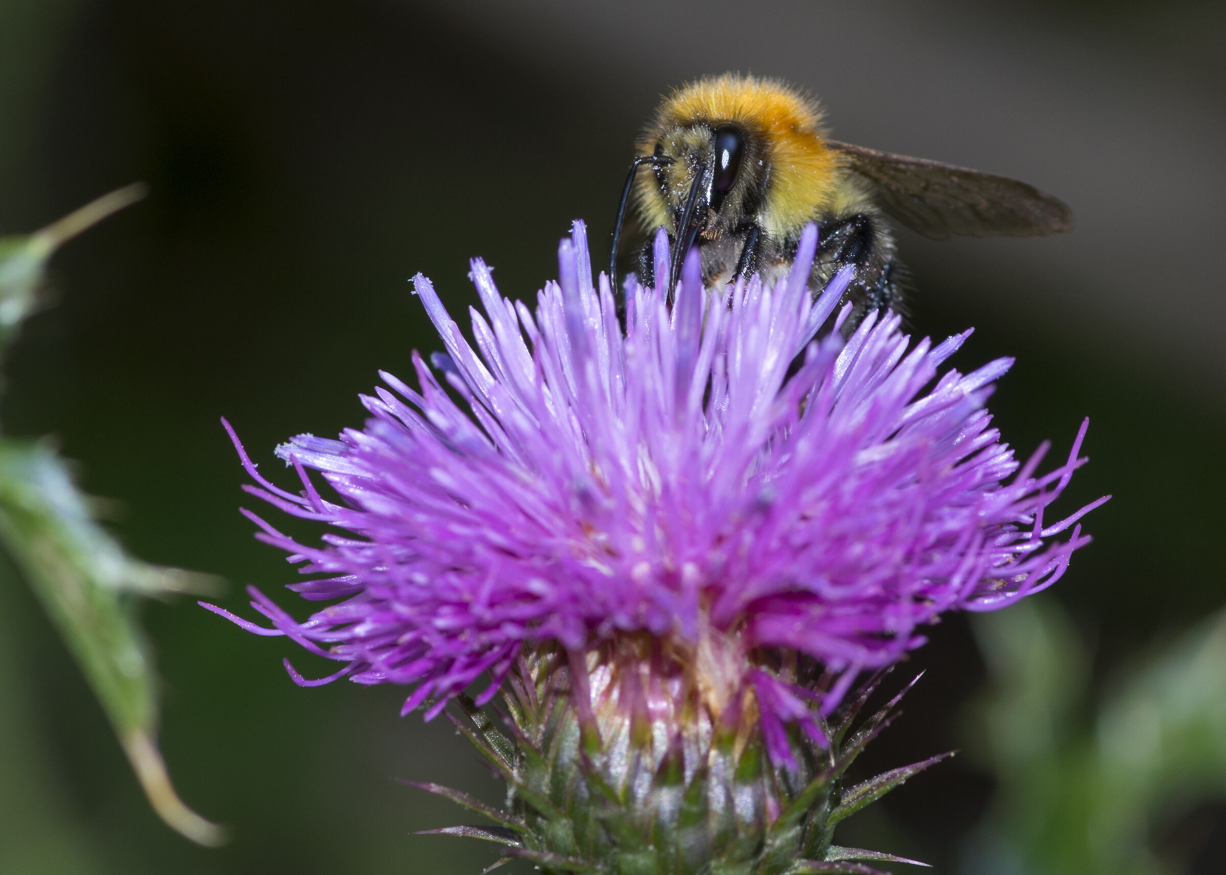 Bee on flower