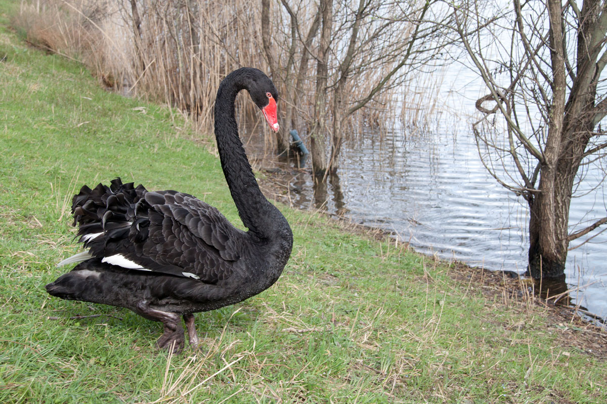 Black swan