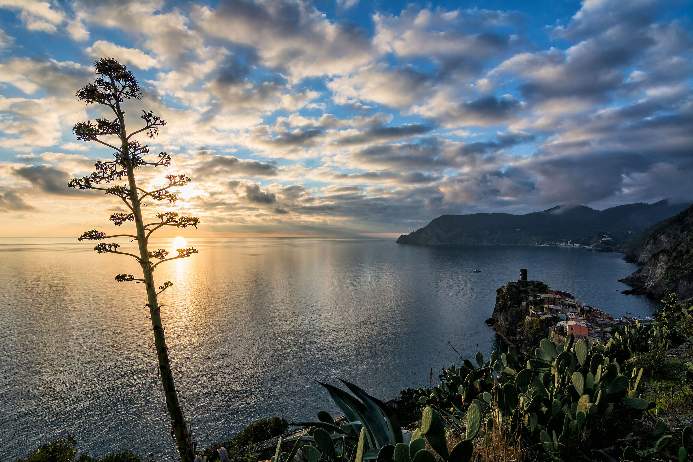 L'agave di Vernazza