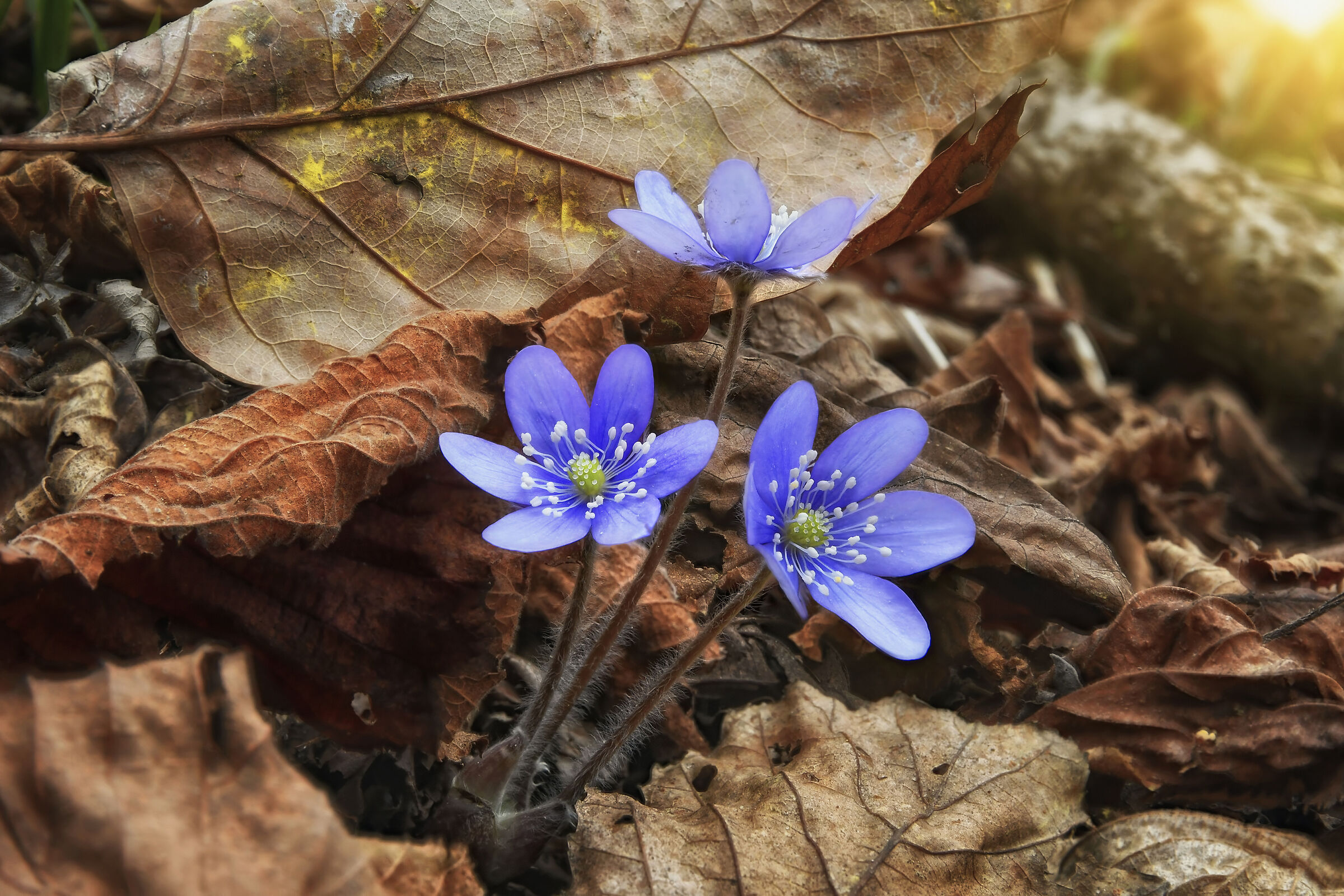 Una nuova vita - Hepatica nobilis