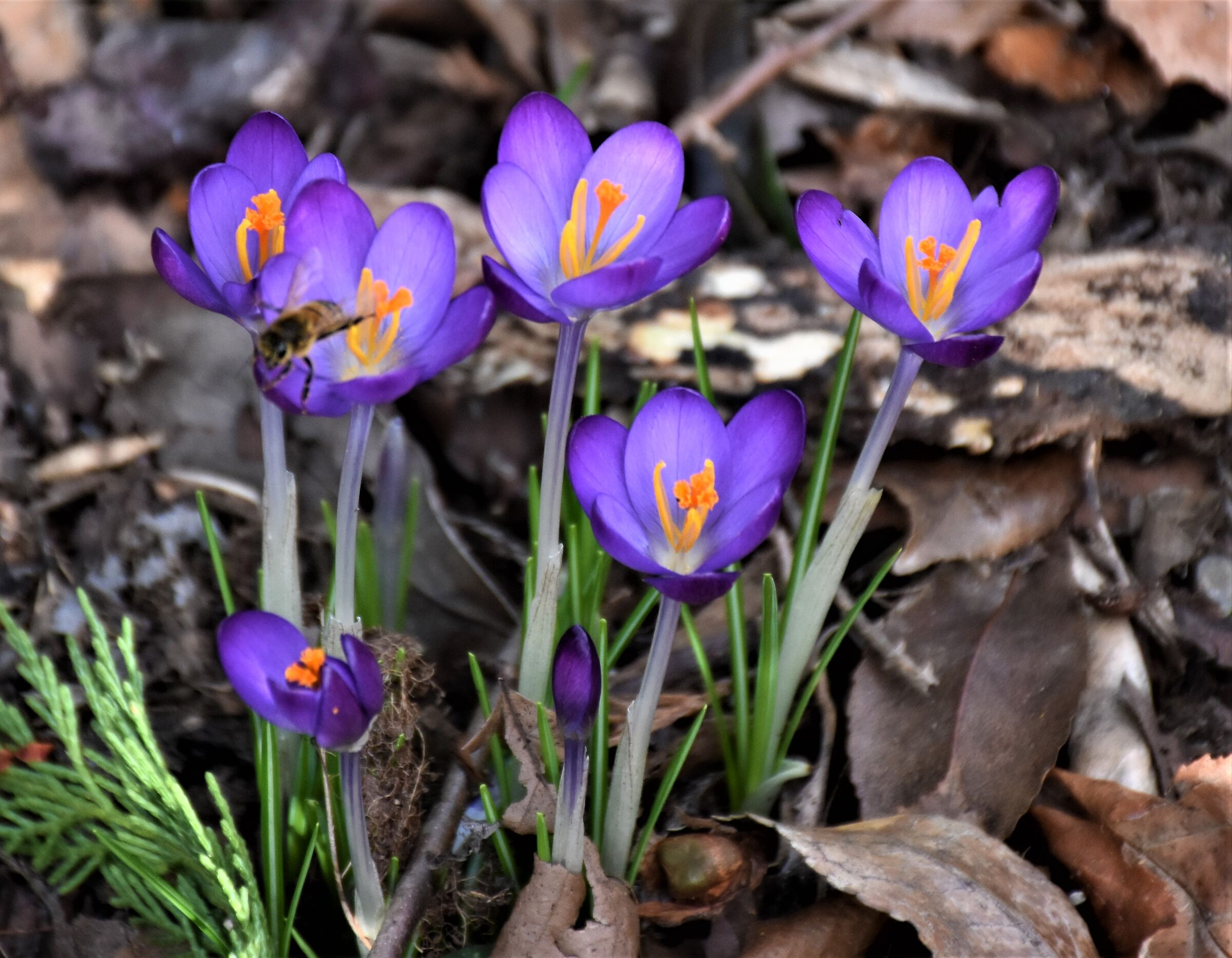The first crocuses