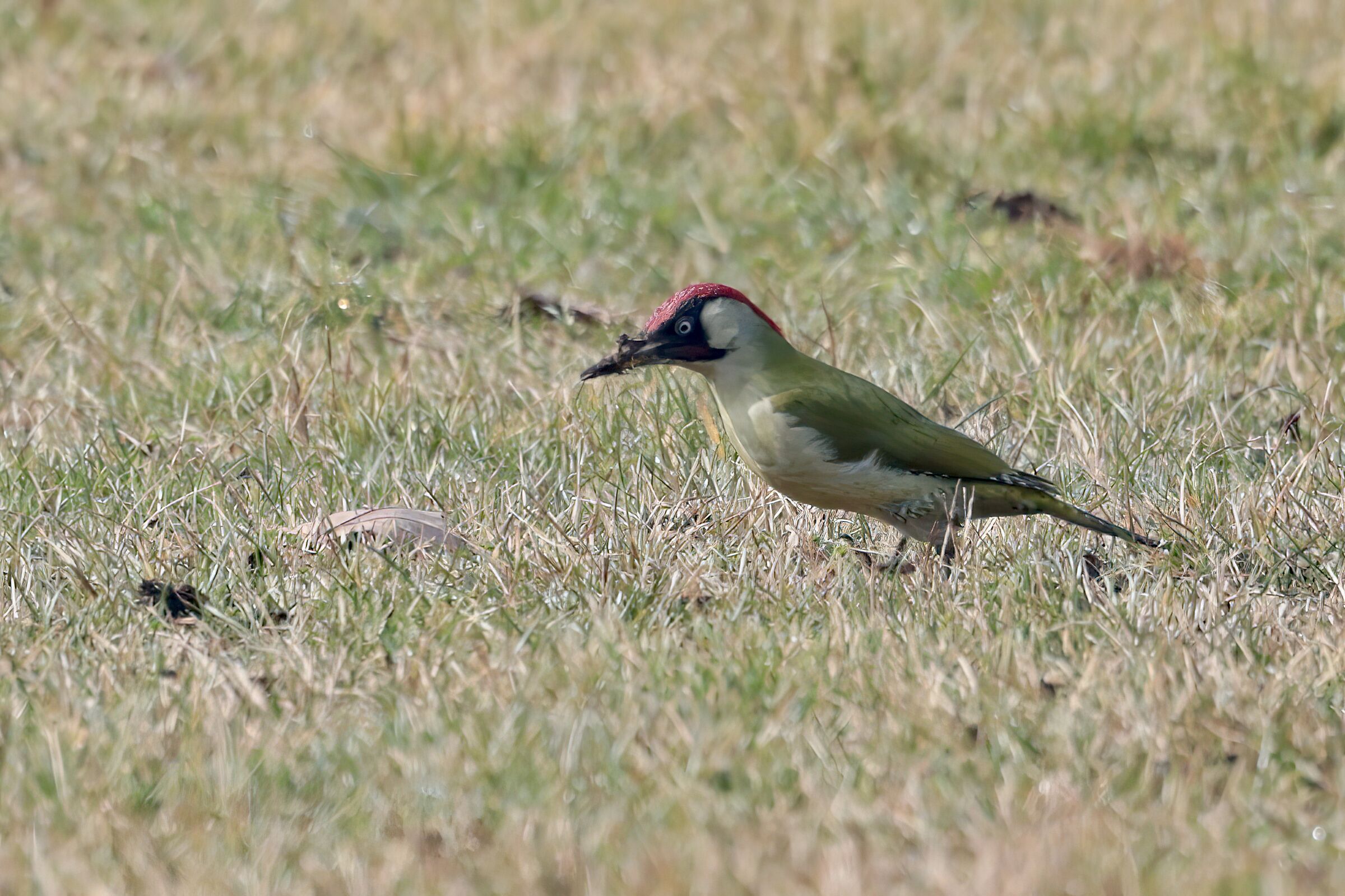 green woodpecker with prey