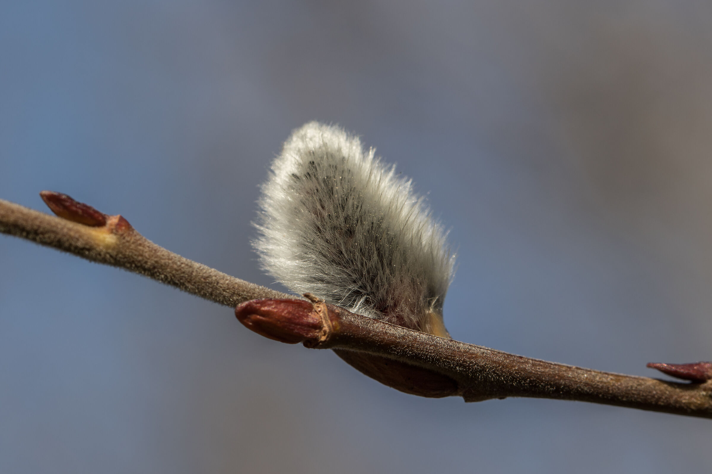 Spring... beforehand