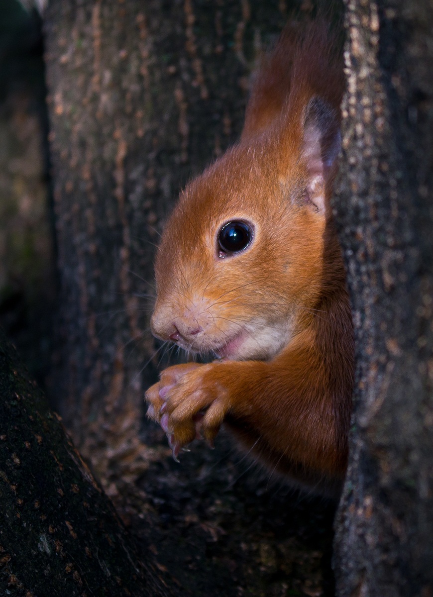 Giochiamo a nascondino ?