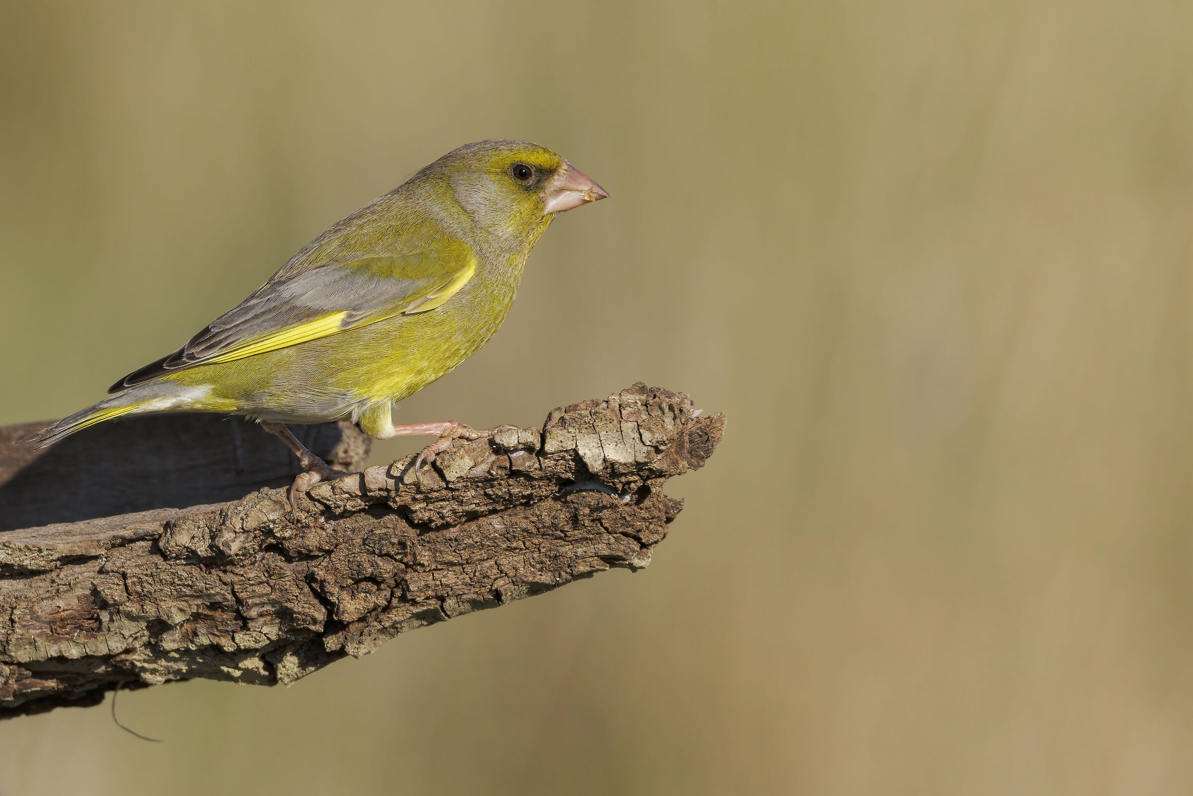 Verdone (Chloris chloris)