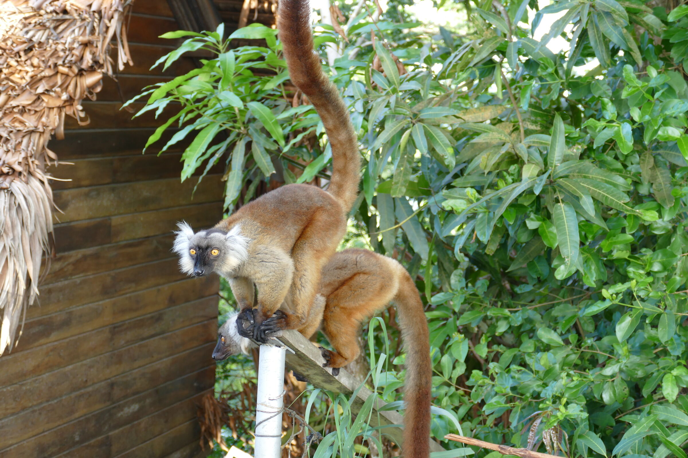 Lemurs