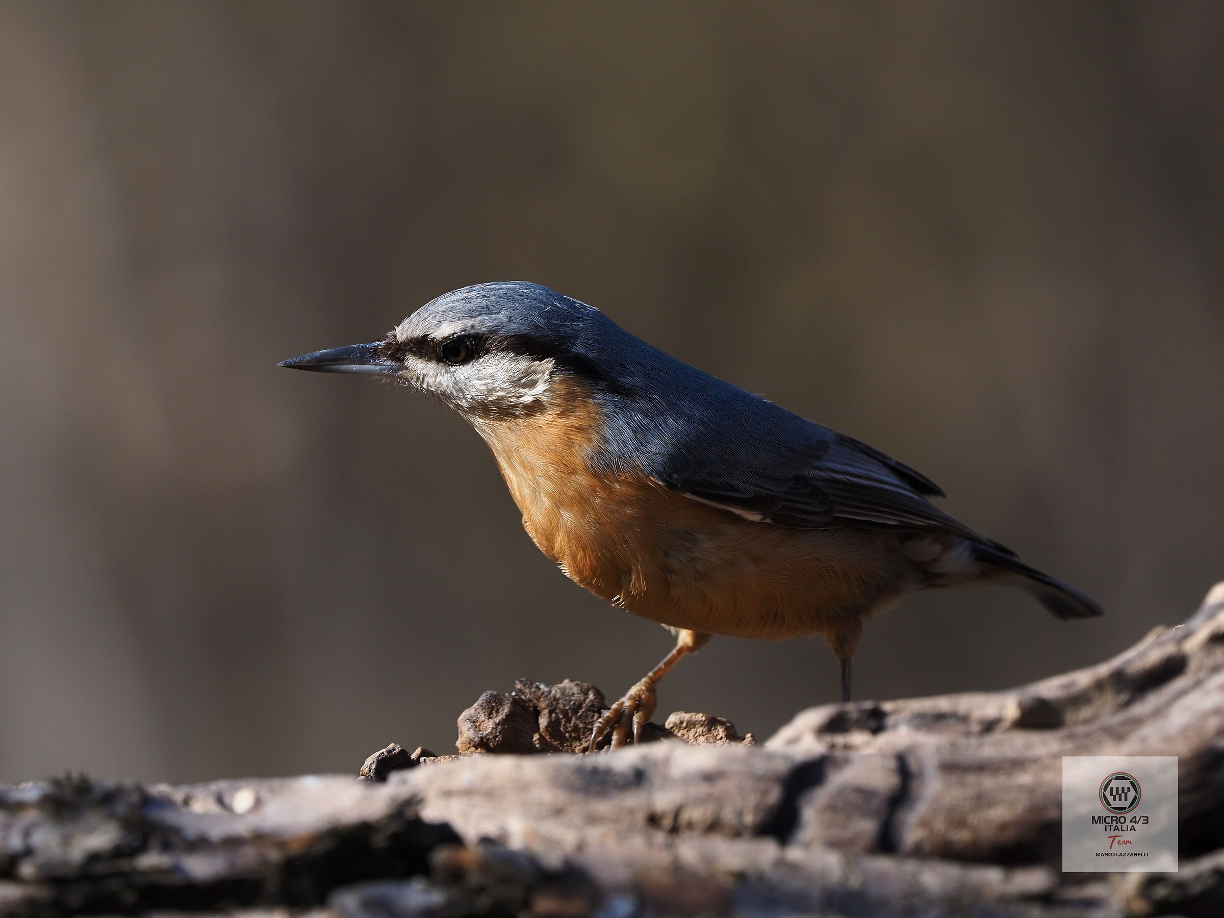 wood nuthatch